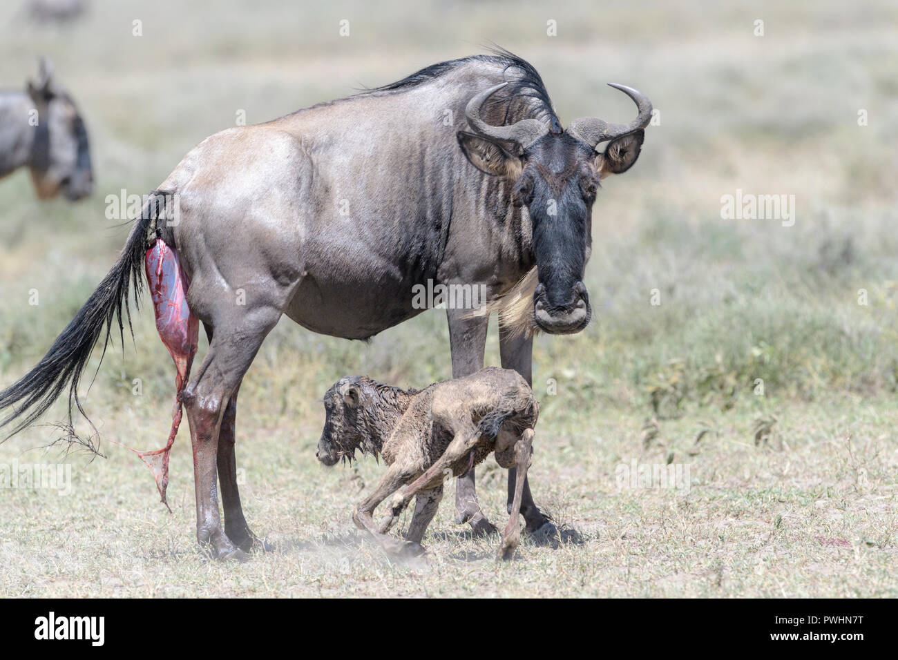 Blue Gnu (Connochaetes taurinus) madre con un nuovo nato vitello cercando di stare in piedi sulla savana, Ngorongoro Conservation Area, Tanzania. Foto Stock