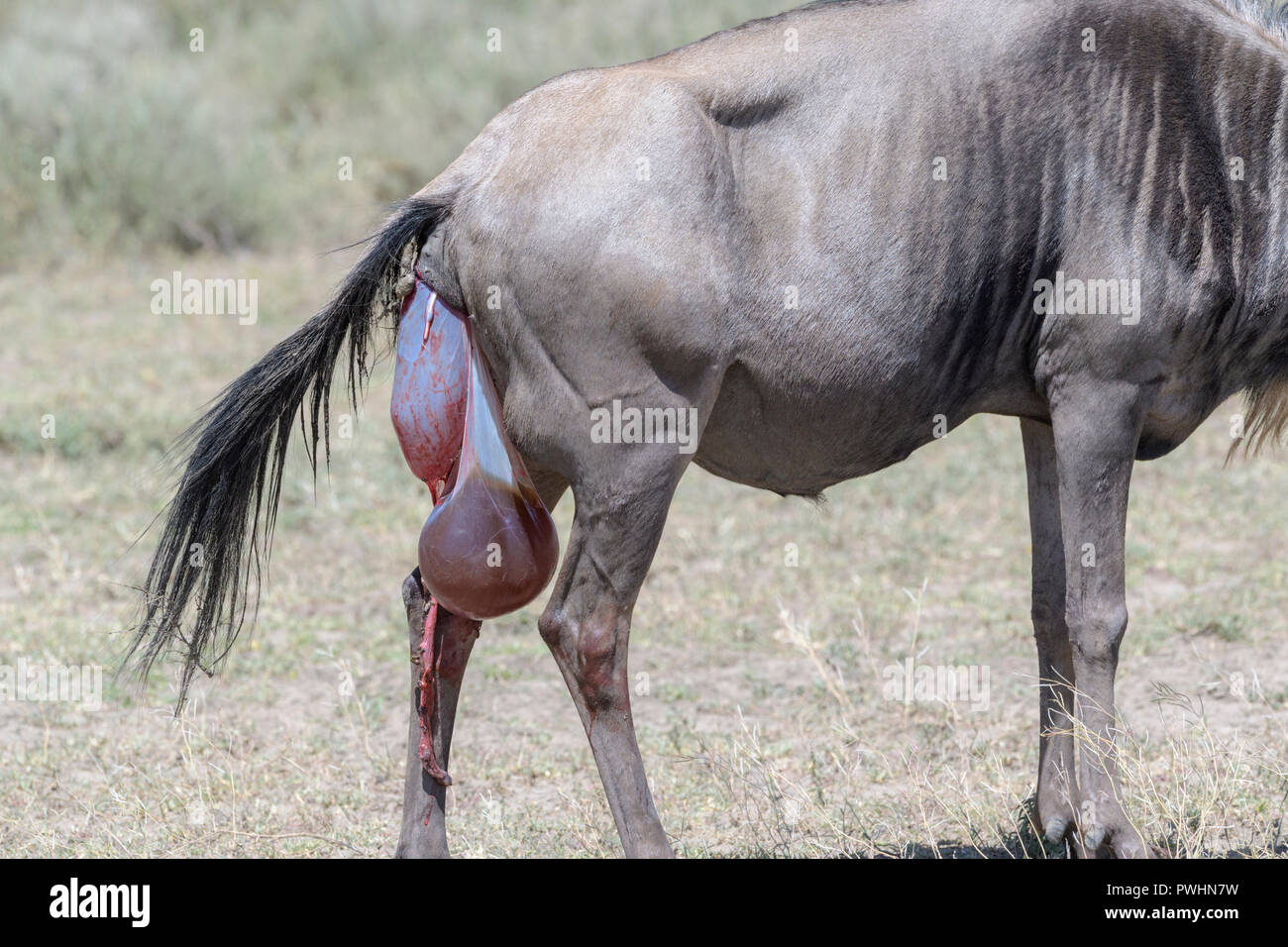 Blue Gnu (Connochaetes taurinus) iniziando con la nascita di un bambino, Ngorongoro Conservation Area, Tanzania. Foto Stock