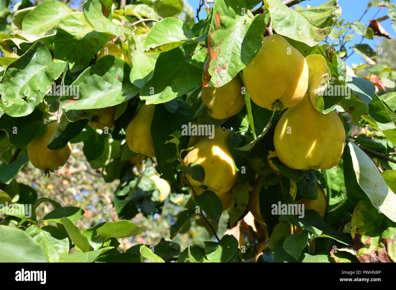 Cotogne harvest Cydonia oblonga Foto Stock