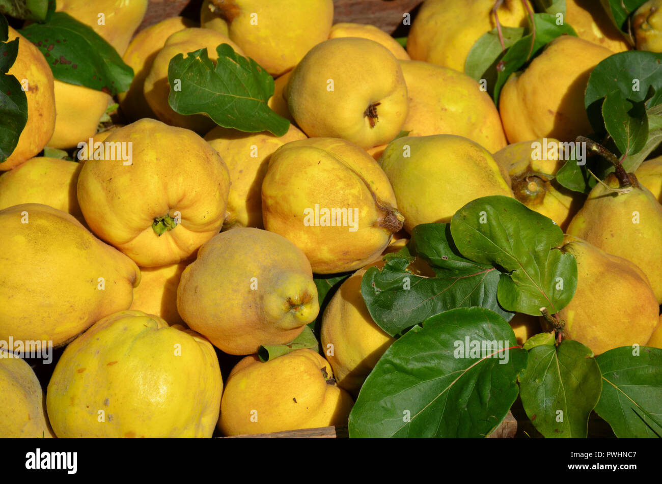 Cotogne harvest Cydonia oblonga Foto Stock