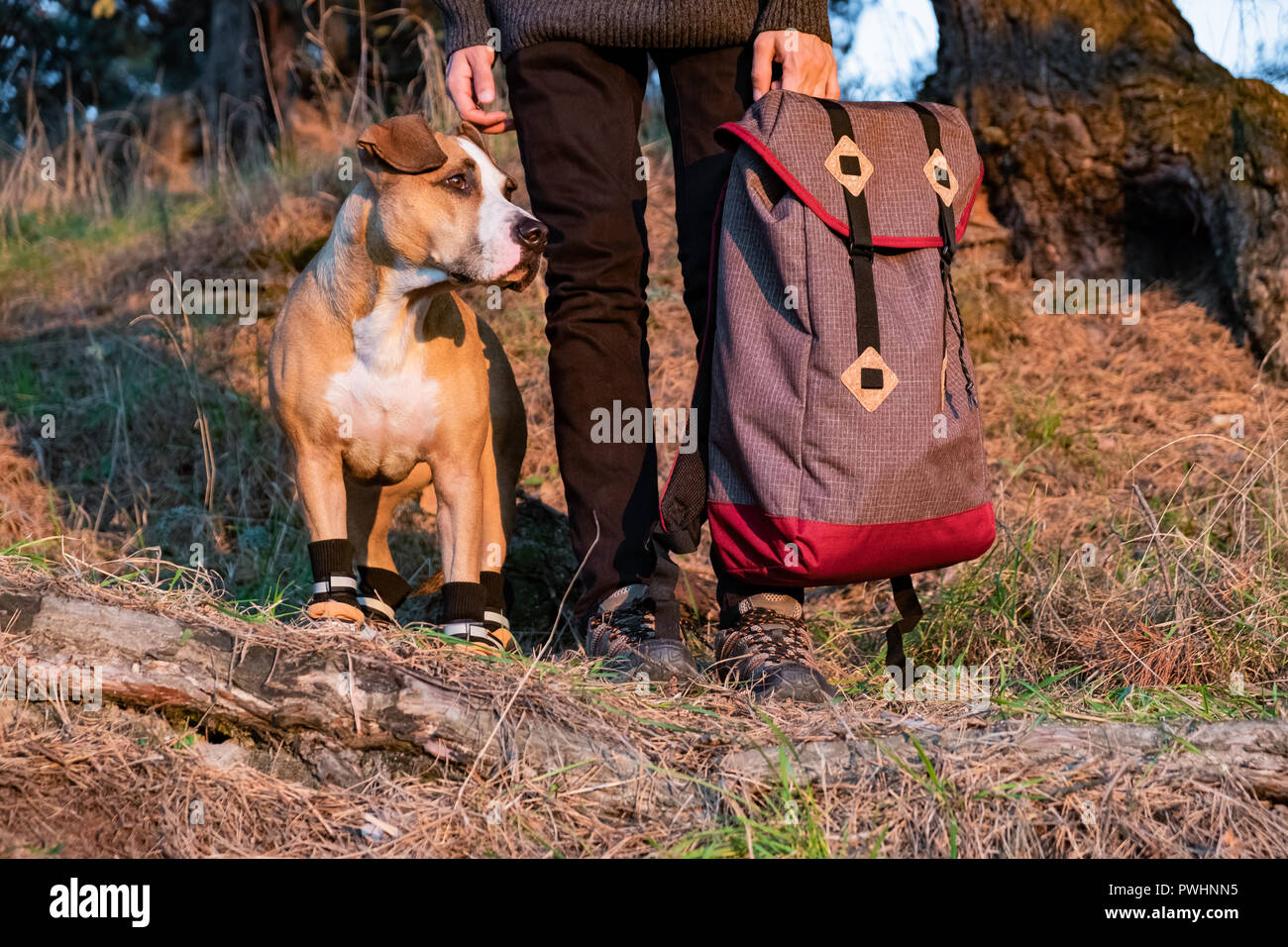 Escursionista e cane in scarpe da escursionismo stanno fianco a fianco nella foresta. Cane in scarpe da trekking e maschio di persona in possesso di uno zaino raffigurato nella sera sun Foto Stock