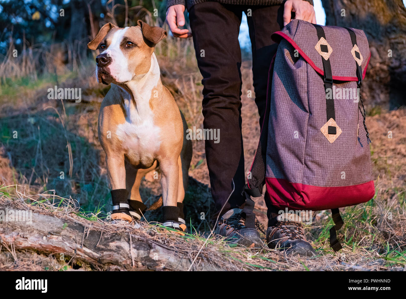 Escursionista e cane in scarpe da escursionismo stanno fianco a fianco nella foresta. Cane in scarpe da trekking e maschio di persona in possesso di uno zaino raffigurato nella sera sun Foto Stock