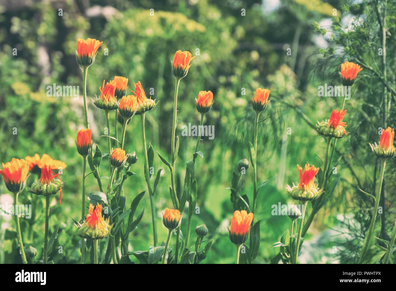 Arancio fiori di tagete su uno sfondo naturale Foto Stock