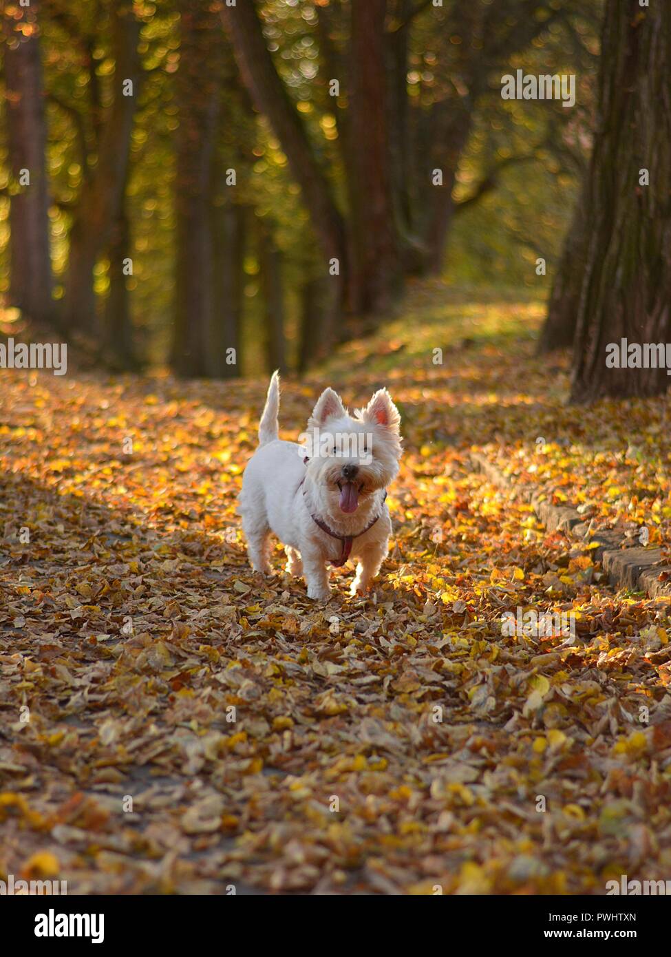 Il white terrier è su una passeggiata attraverso la foresta di autunno Foto Stock