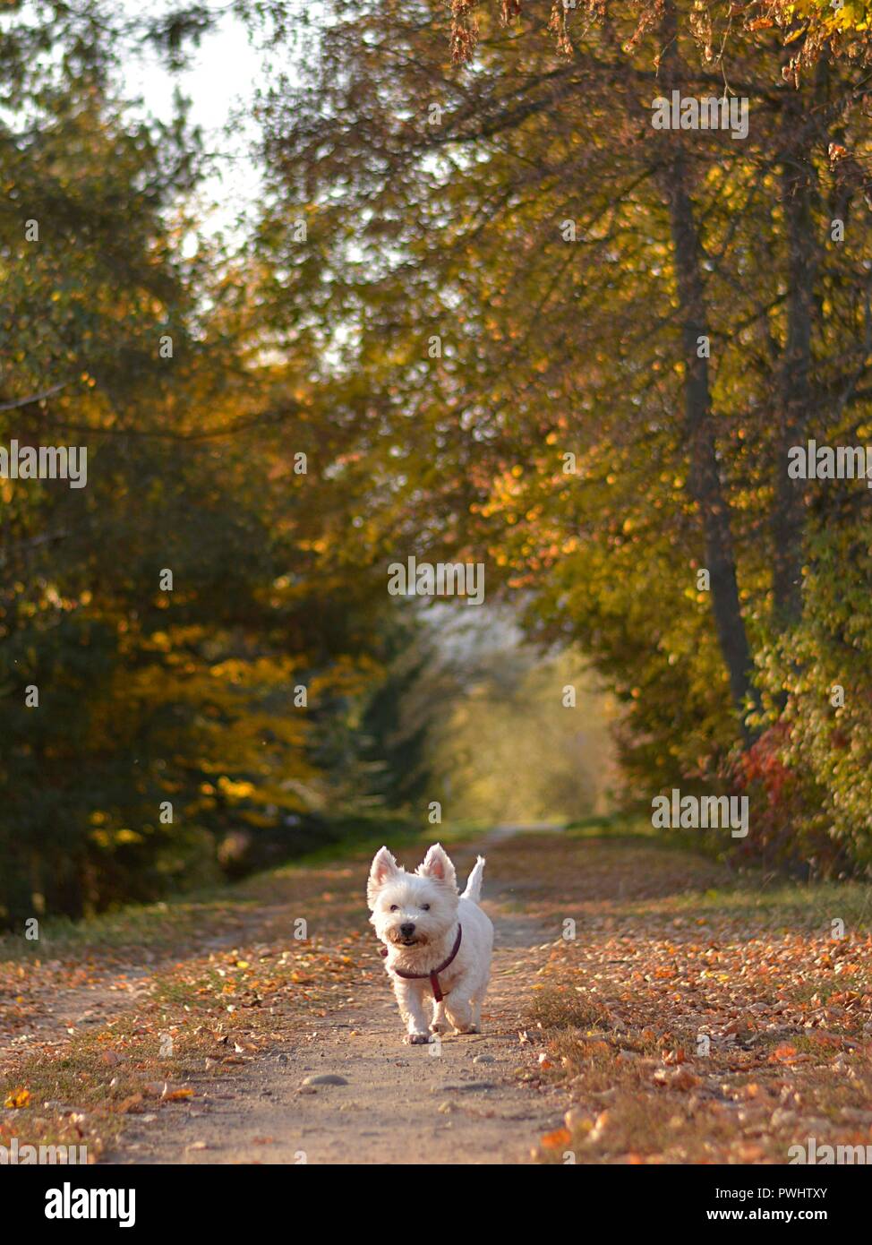 Il white terrier è su una passeggiata attraverso la foresta di autunno Foto Stock