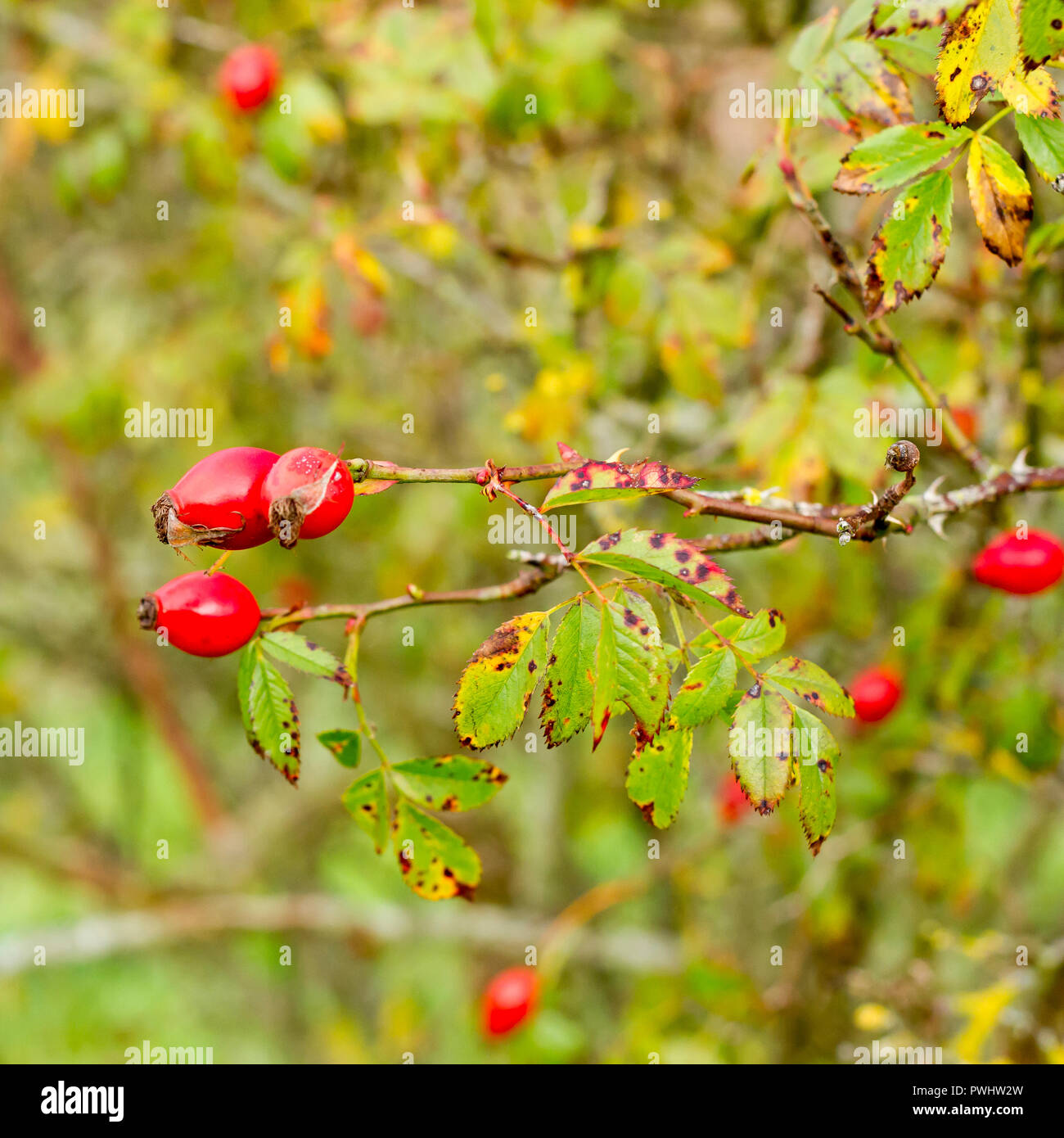 Cinorrodi di Rosa canina (Rosa canina) arbusto, closeup in autunno, Dorset, Regno Unito Foto Stock