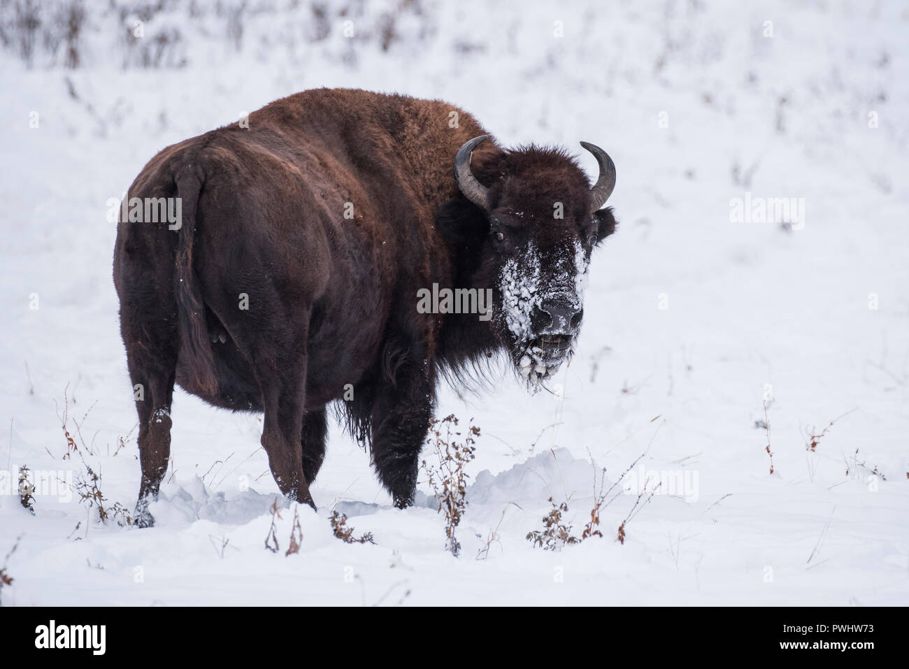 Bison nella neve, Elk Island National Park, Alberta, Canada Foto Stock