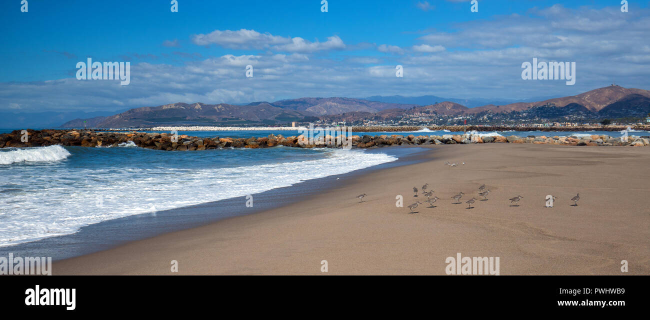 Whimbrel uccelli costieri su Surfers Knoll spiaggia di Ventura Southern California USA Foto Stock