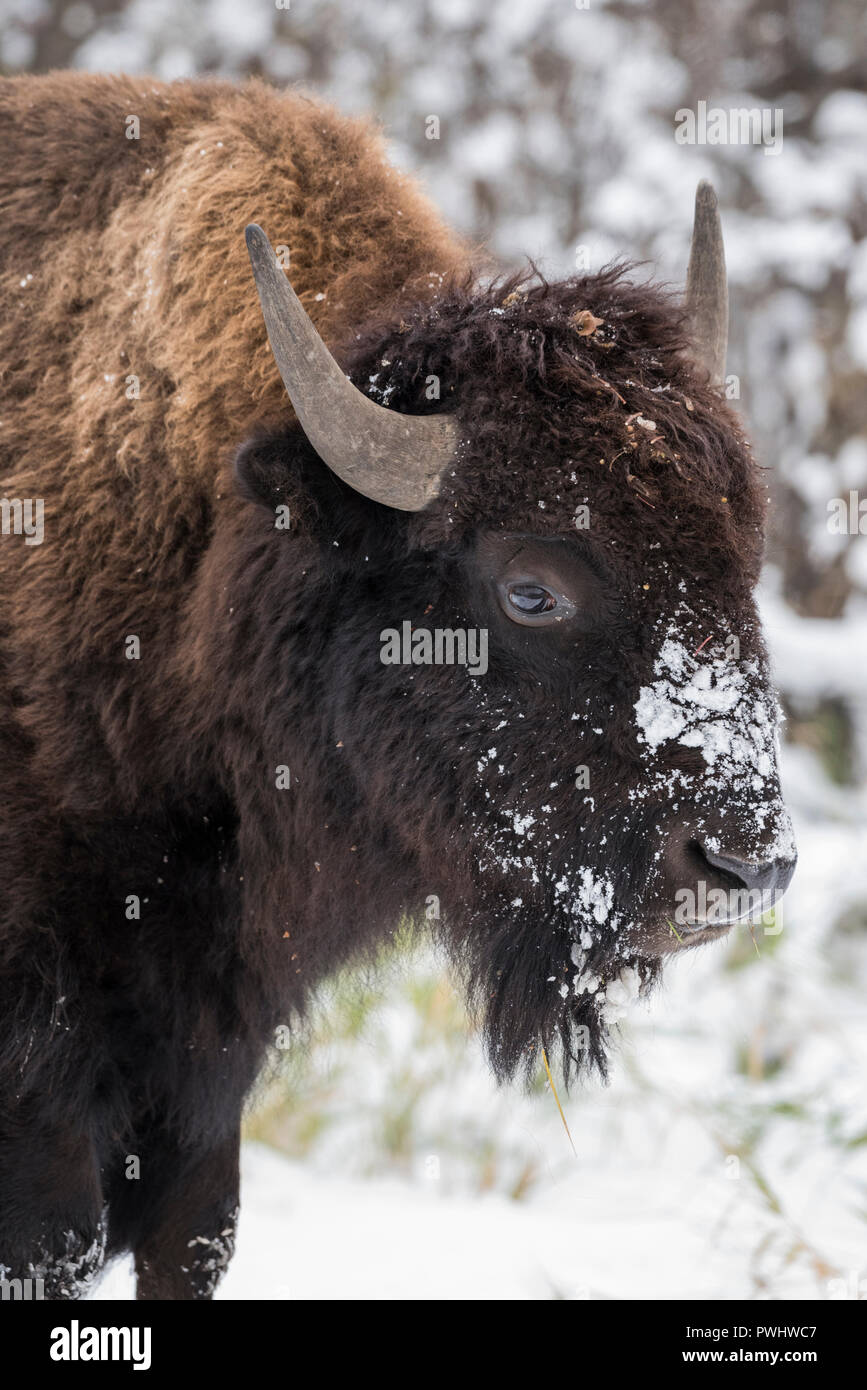Bison nella neve, Elk Island National Park, Alberta, Canada Foto Stock