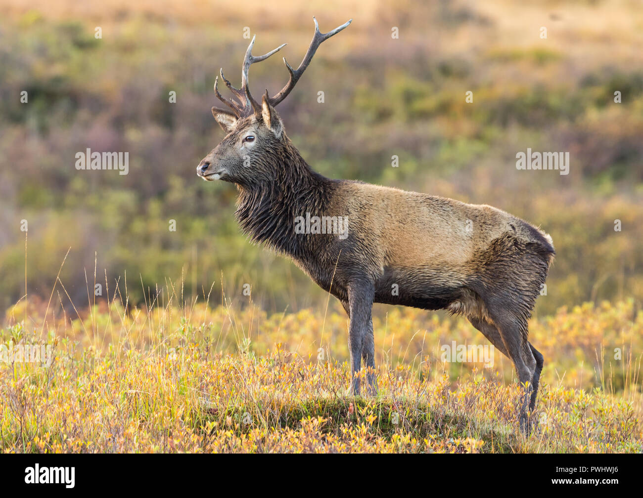 Red Deer cervo con sottolineato palchi in piedi maestosamente nelle Highlands scozzesi durante il mese di ottobre solchi stagione. Orizzontale. Foto Stock