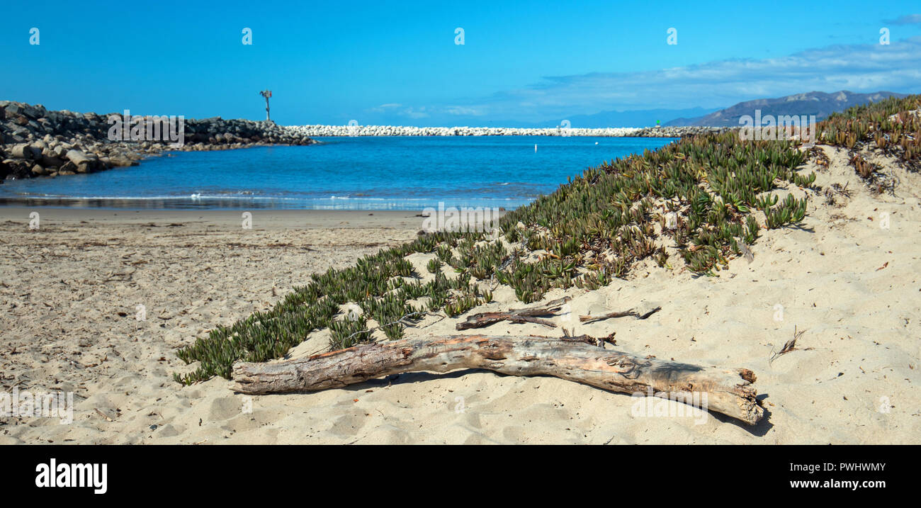 Driftwood su Surfers Knoll spiaggia di Ventura California Stati Uniti Foto Stock
