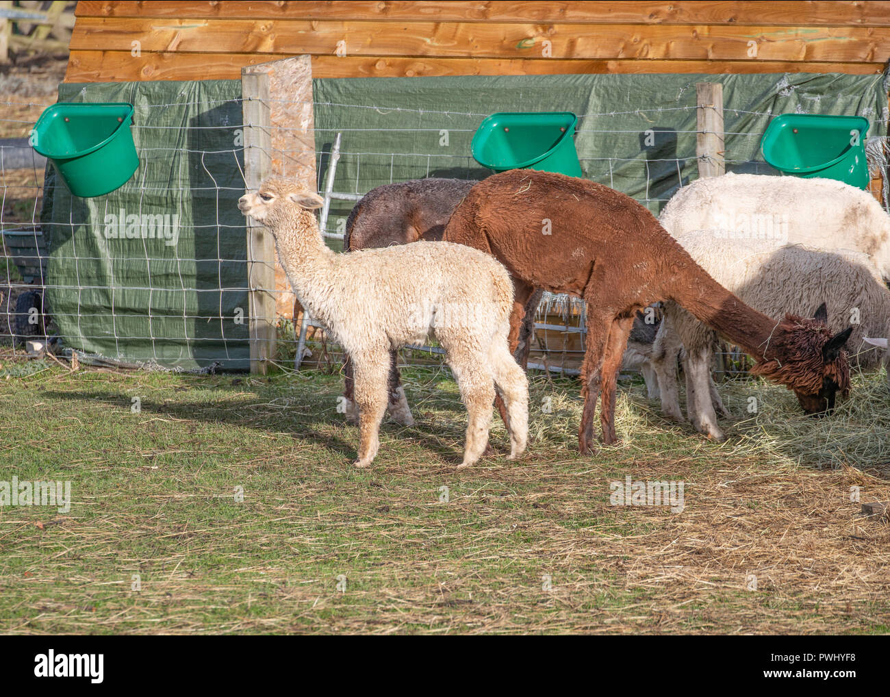 Alpaca alimentazione su una fattoria in Scozia Foto Stock
