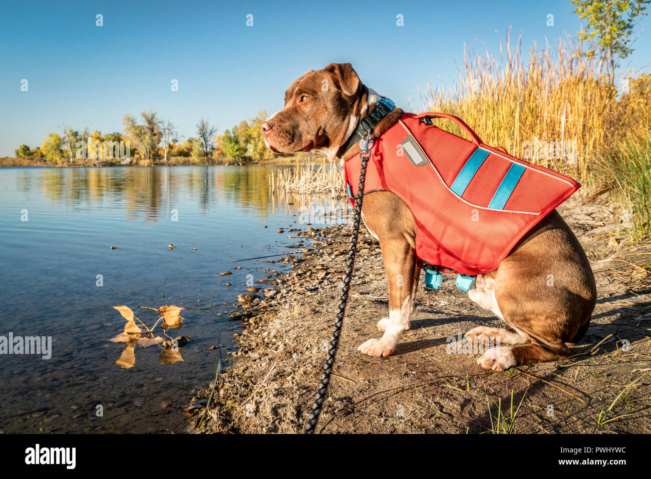 Giovani pit bull terrier cane nel giubbotto di salvataggio sulla riva del  lago, scenario autunnale Foto stock - Alamy