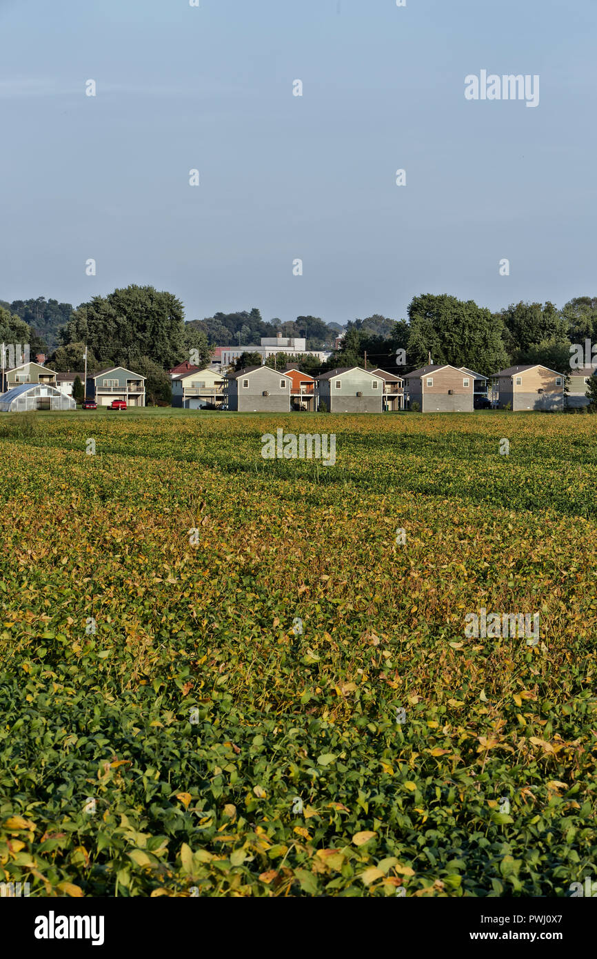 La maturazione del campo di soia " Glycine max ", invadendo case, confinante con il fiume Ohio. Foto Stock