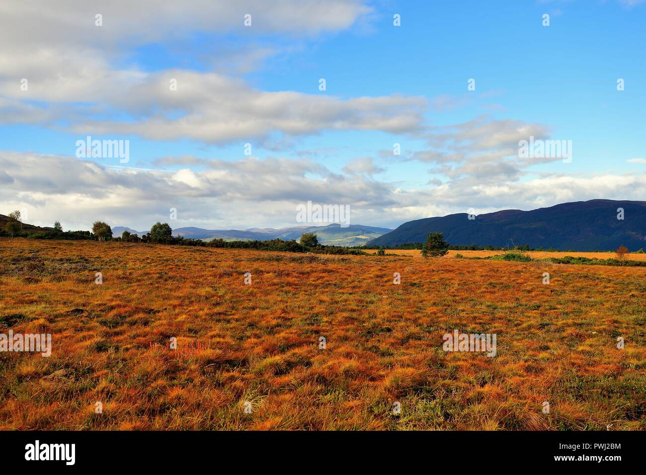 Drumnadrochit, Highland, Scotland, Regno Unito. La bellezza del heather nelle Highlands scozzesi è evidente in questo inizio autunno scena. Foto Stock