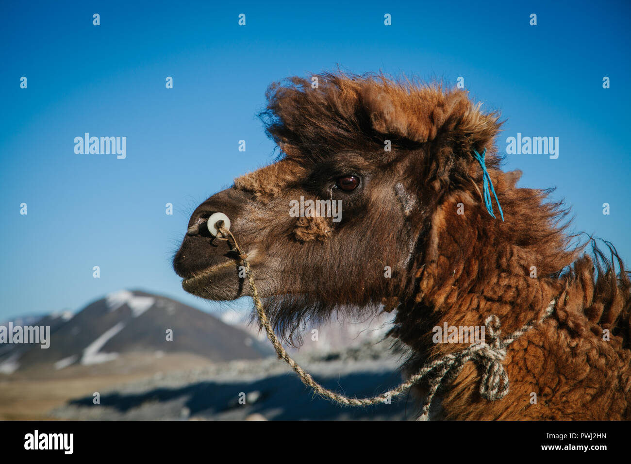 Closeup ritratto di un vago Bactrian camel in Mongolia occidentale, montagne in distanza. Il bayan olgii, Mongolia Foto Stock