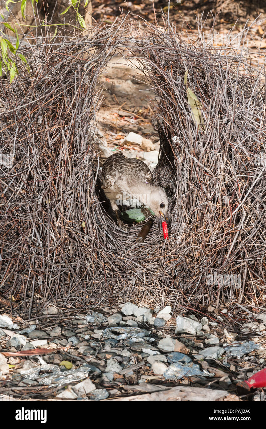 Grande Uccello Bower, alacremente e riparazioni scrupolosamente il suo bower e prepara i doni in e intorno al suo corteggiamento motivi in preparazione per gli arrivi di sesso femminile. Foto Stock