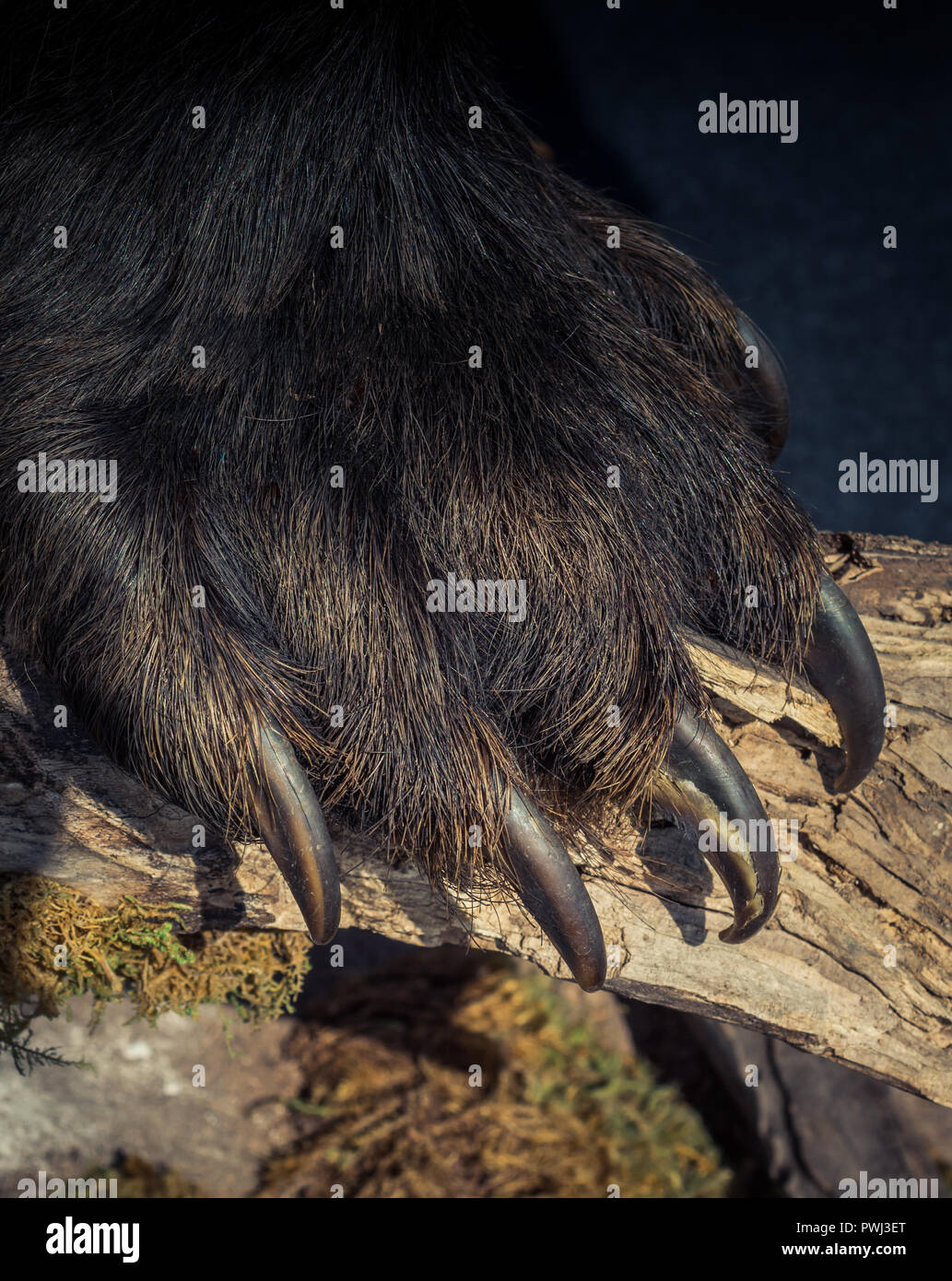 Black Bear zampa con artigli affilati in vista Foto Stock