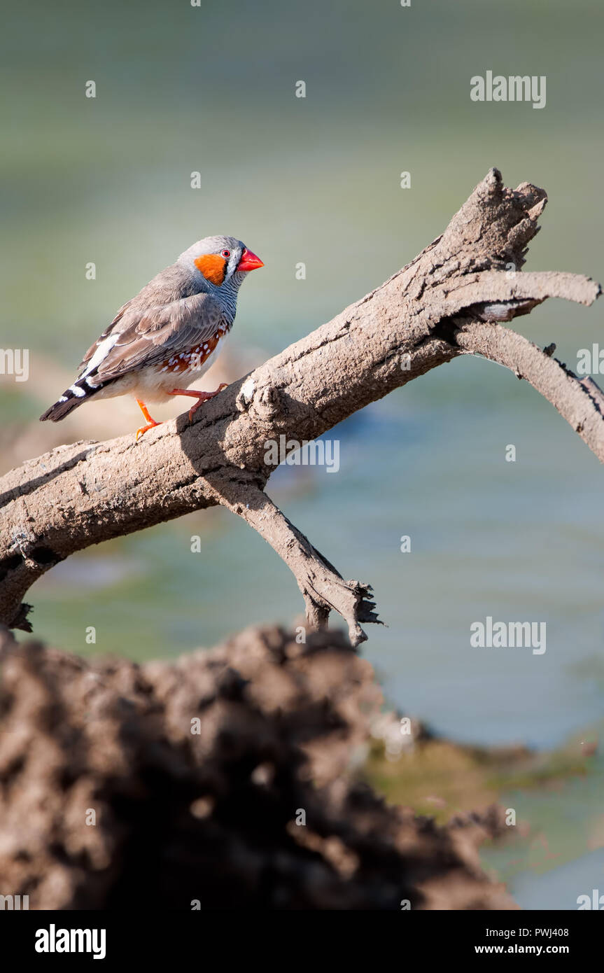 Unica sete, Zebra Finch aluci su un moncone waterside e scansioni warily il circostante waterhole. Foto Stock