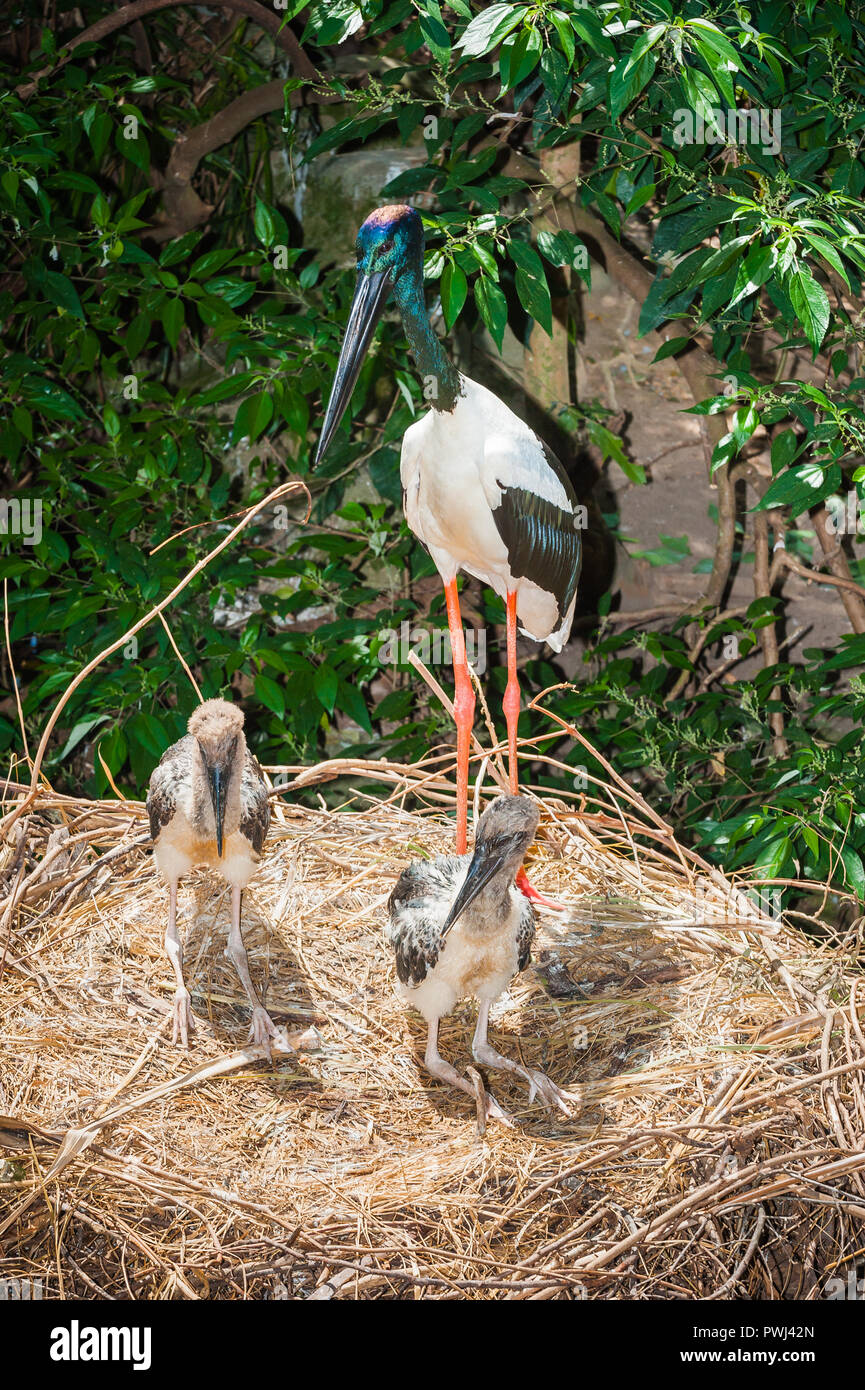 Immagini dei comportamenti naturali della Australian zone umide wader, l'Australasian Stork, nero-collo Cicogna o, in Australia il Jabiru Aeroporto. Foto Stock