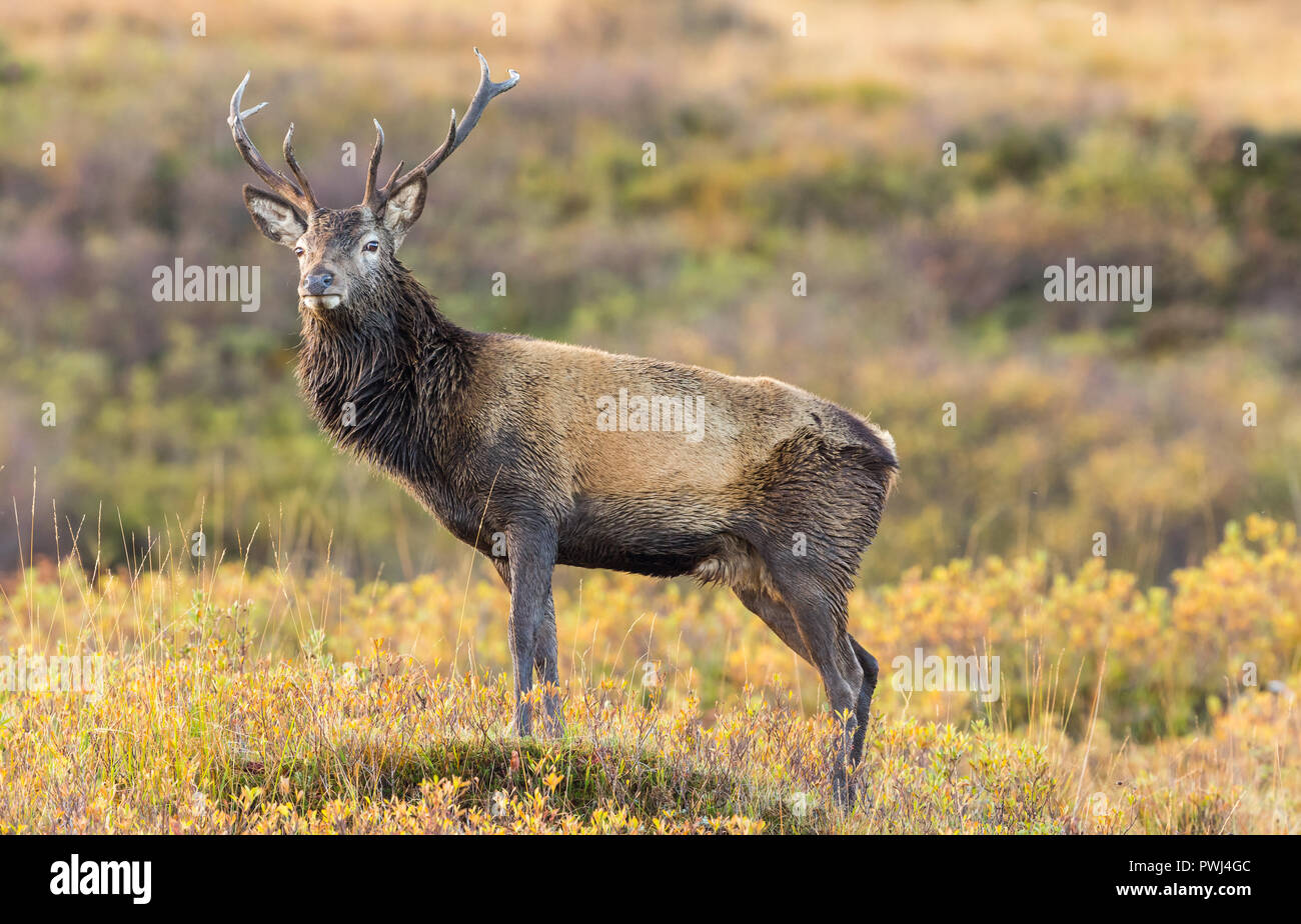 Red Deer cervo (Cervus elaphus scoticus) che si erge maestosamente in a Ardnamurchan nelle Highlands della Scozia. Rivolto verso sinistra. Posizione orizzontale Foto Stock