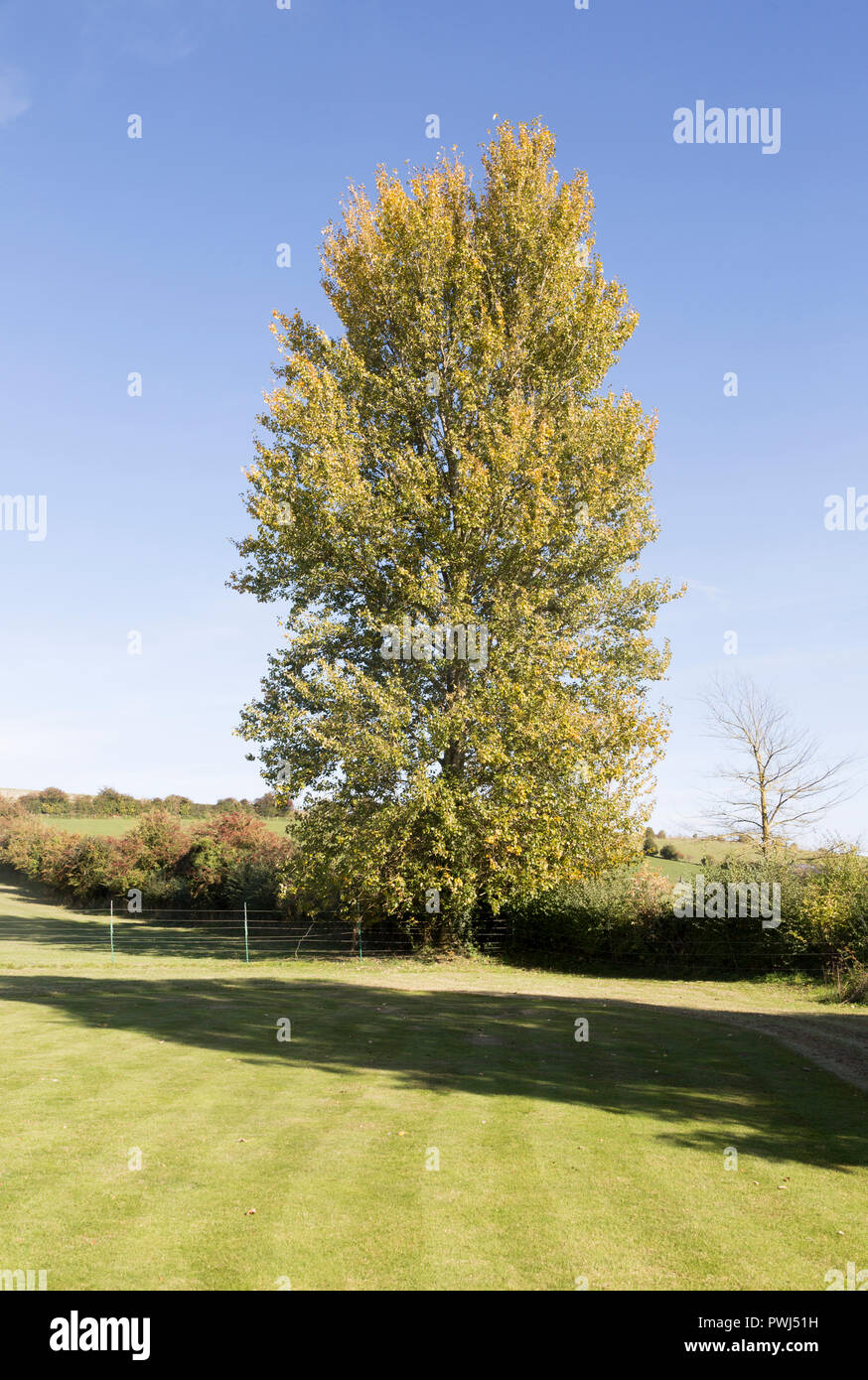 Hybrid Poplar Tree in autumn leaf, Cherhill, Wiltshire, Inghilterra, Regno Unito Foto Stock