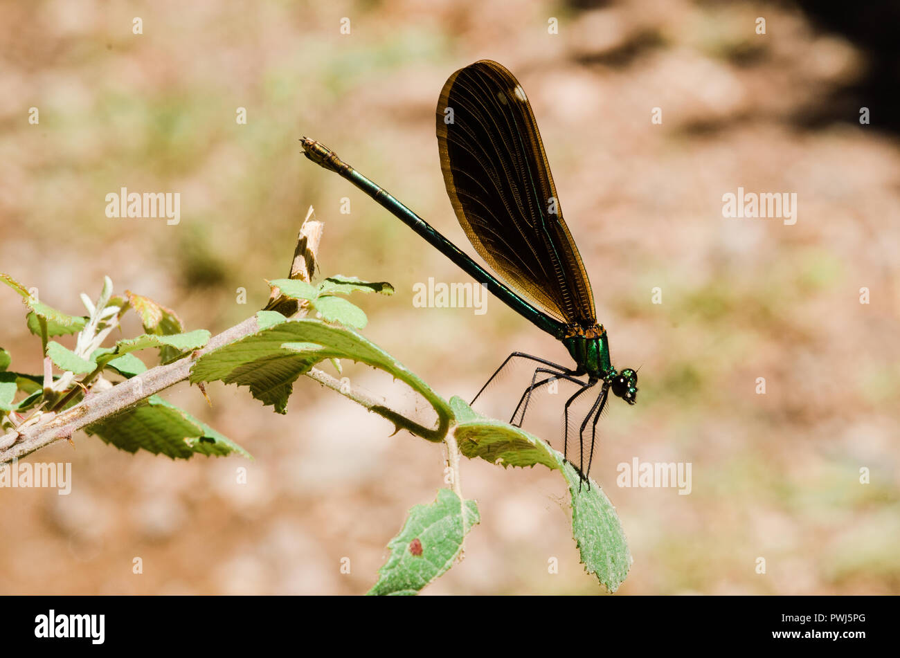 Fotografia di libellula, nero giallo verde blu e rosso a forma di libellula, close up cancella sfondo bokeh di fondo e piante Foto Stock