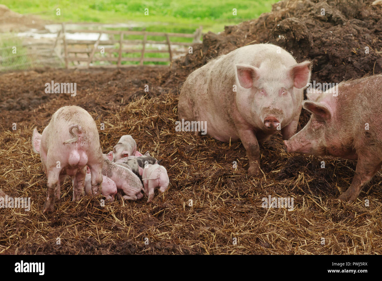 Rosa suini genitore con alcuni suinetti misti in una fattoria background Foto Stock