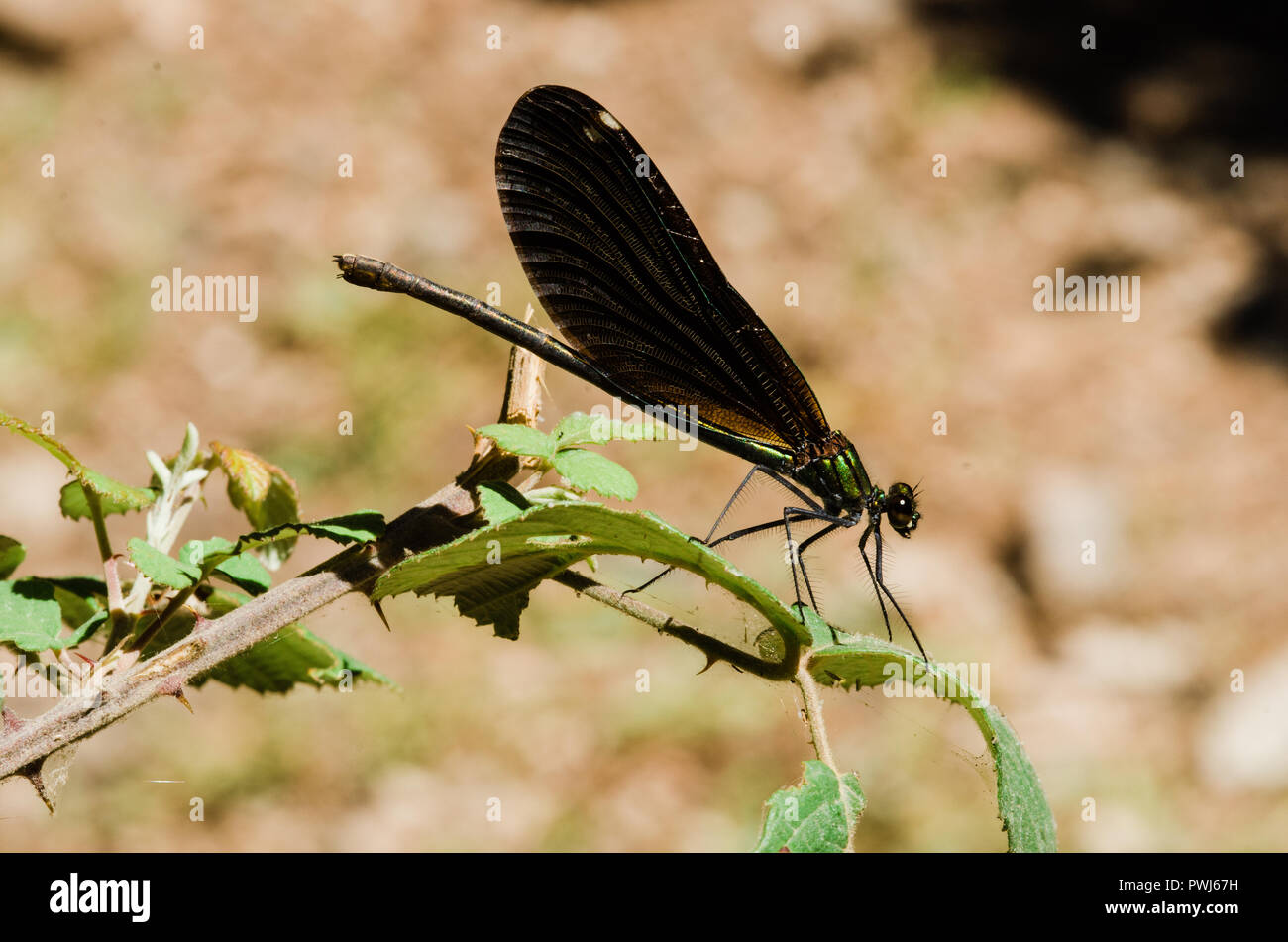Fotografia di libellula, nero giallo verde blu e rosso a forma di libellula, close up cancella sfondo bokeh di fondo e piante Foto Stock