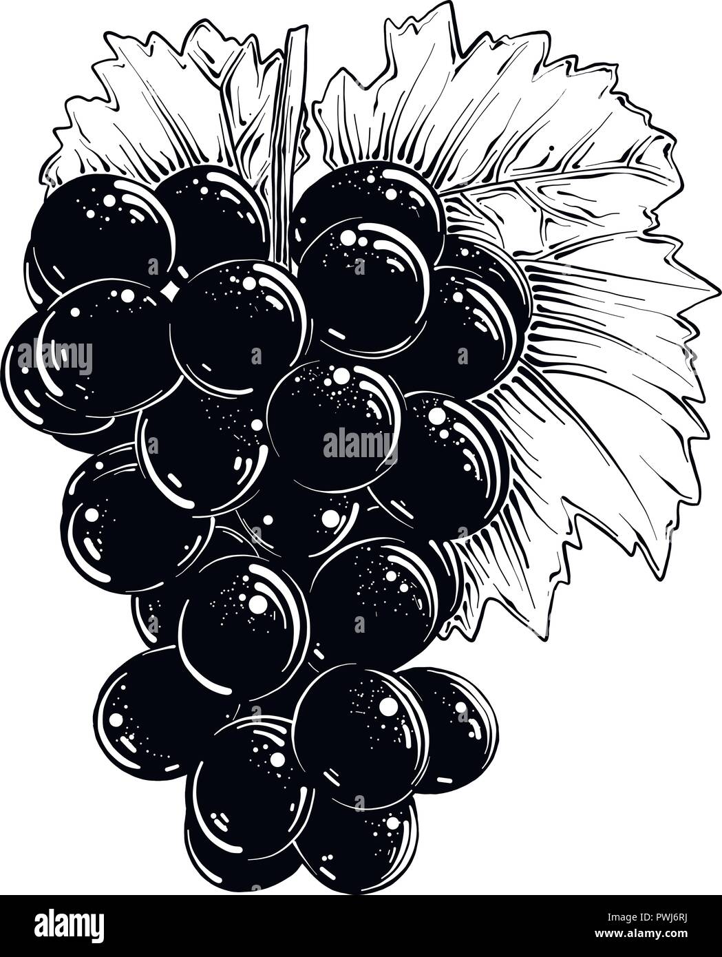 Mano bozzetto di uve in isolato nero su sfondo bianco. Dettagliato in stile vintage disegno, per poster, decorazione e stampa.. Illustrazione Vettoriale Illustrazione Vettoriale