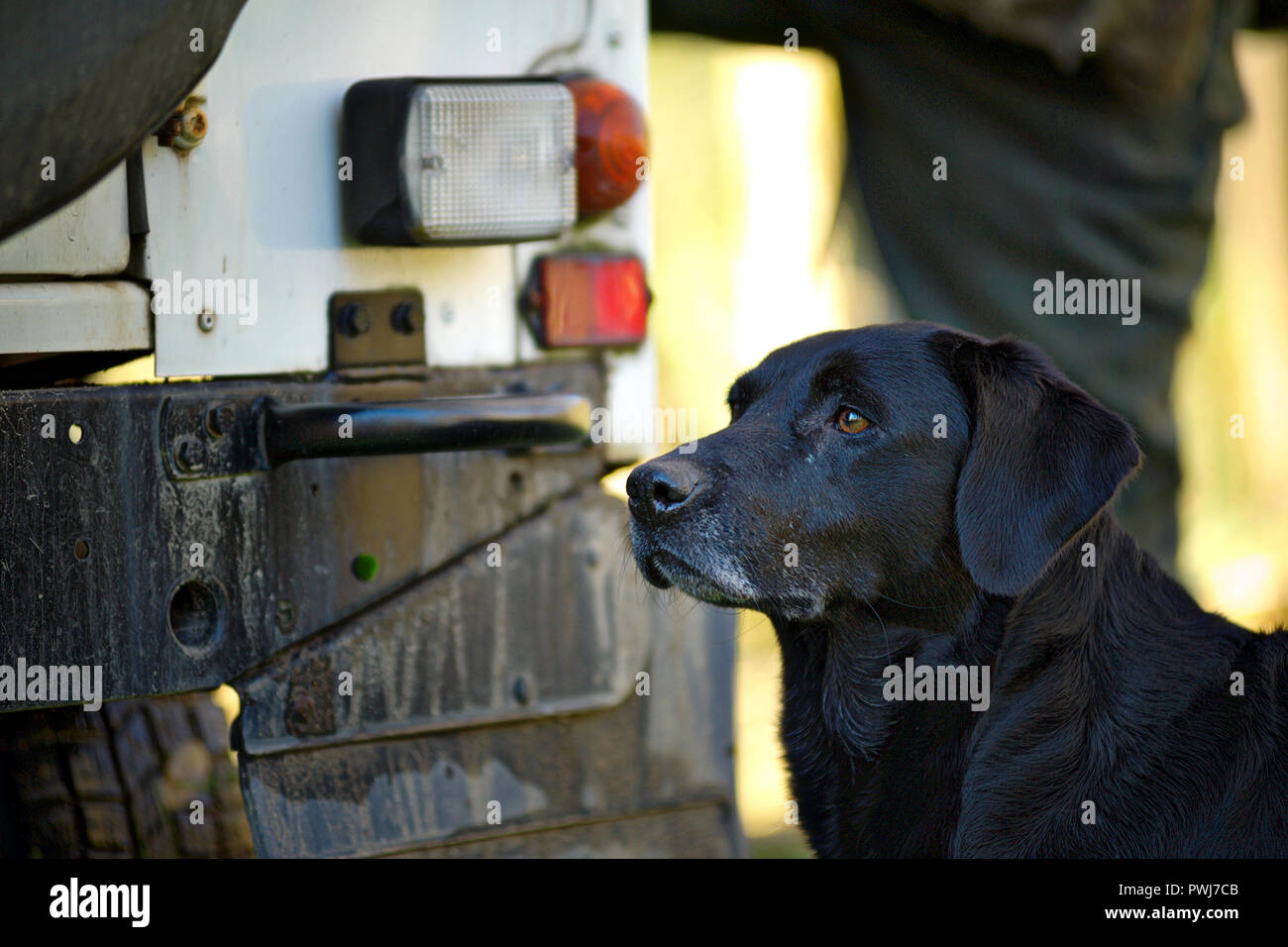 Nero Labrador Retriever ritratto, lui è ancora in piedi accanto a una jeep durante una giornata di caccia Foto Stock