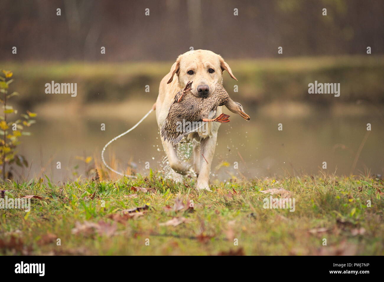 Giallo labrador retriever con un anatra nella sua bocca, recupero di Hunter Foto Stock