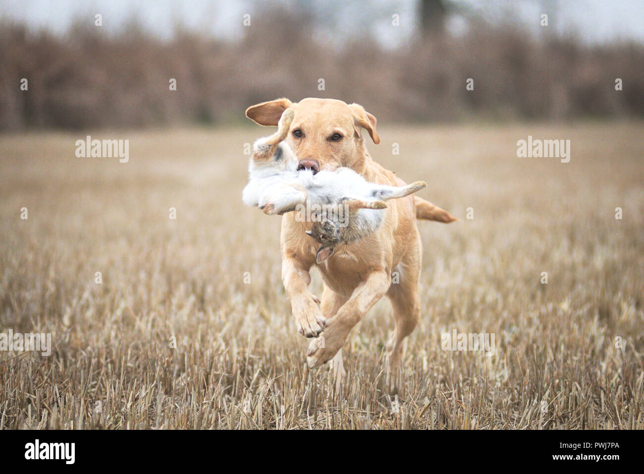 Giallo labrador retriever è il recupero di un coniglio durante una prova di campo in Italia Foto Stock