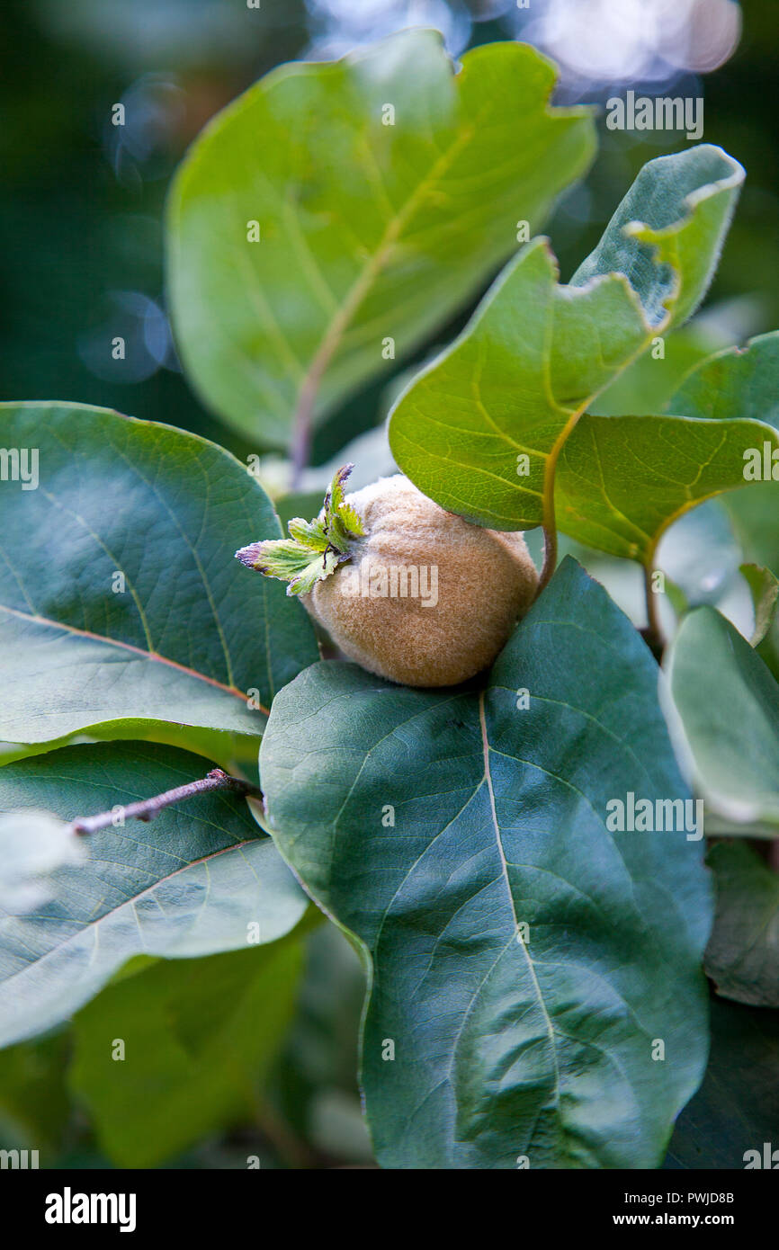 Apple organici mela cotogna in giardino. Vista ravvicinata di mela cotogna appeso sul ramo di albero con foglie di colore verde Foto Stock