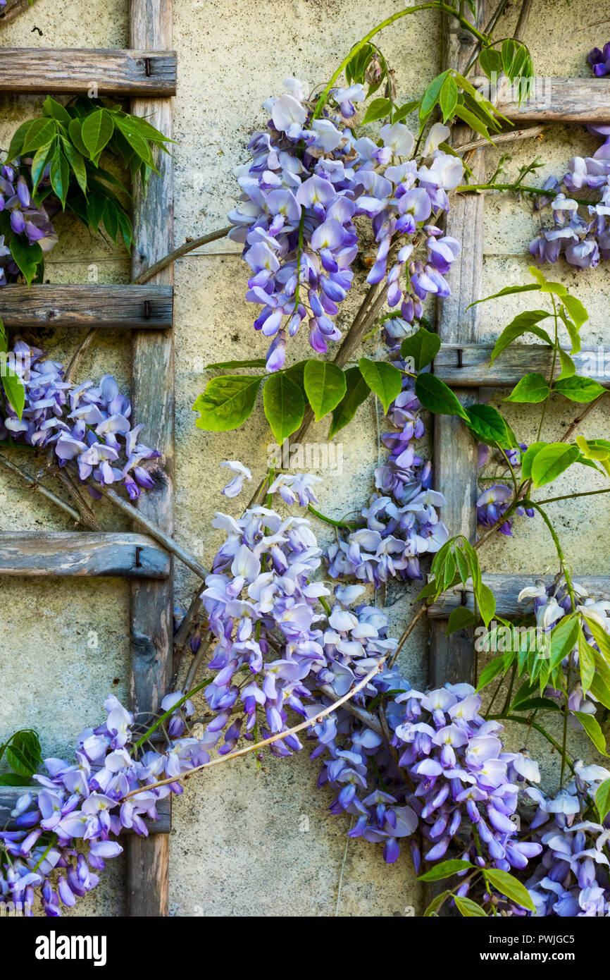 Blooming scalatore di glicine sul trellis Foto Stock