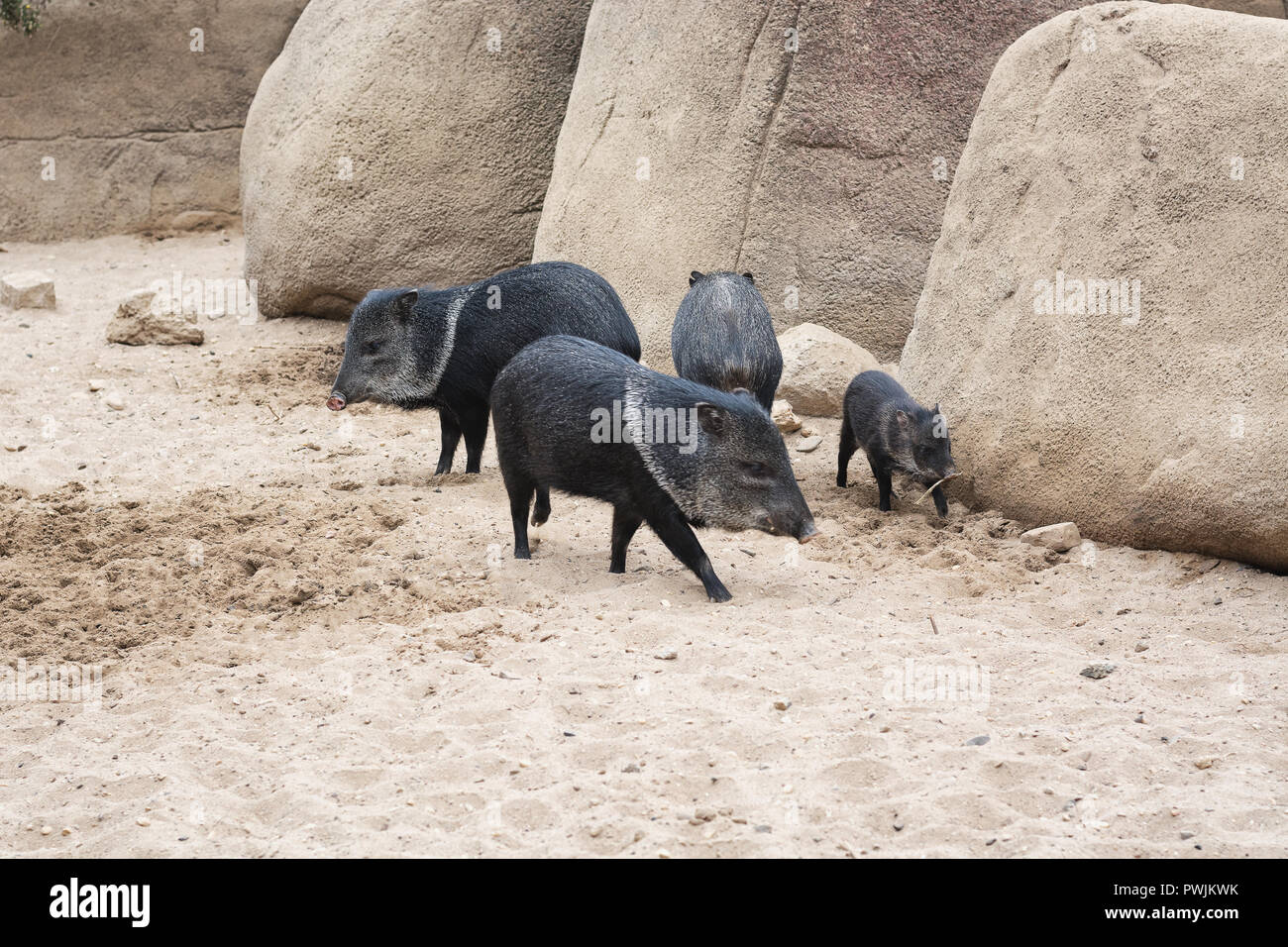 Un gruppo del collare pecari vivono nel deserto in hamburger' Zoo in Paesi Bassi Foto Stock