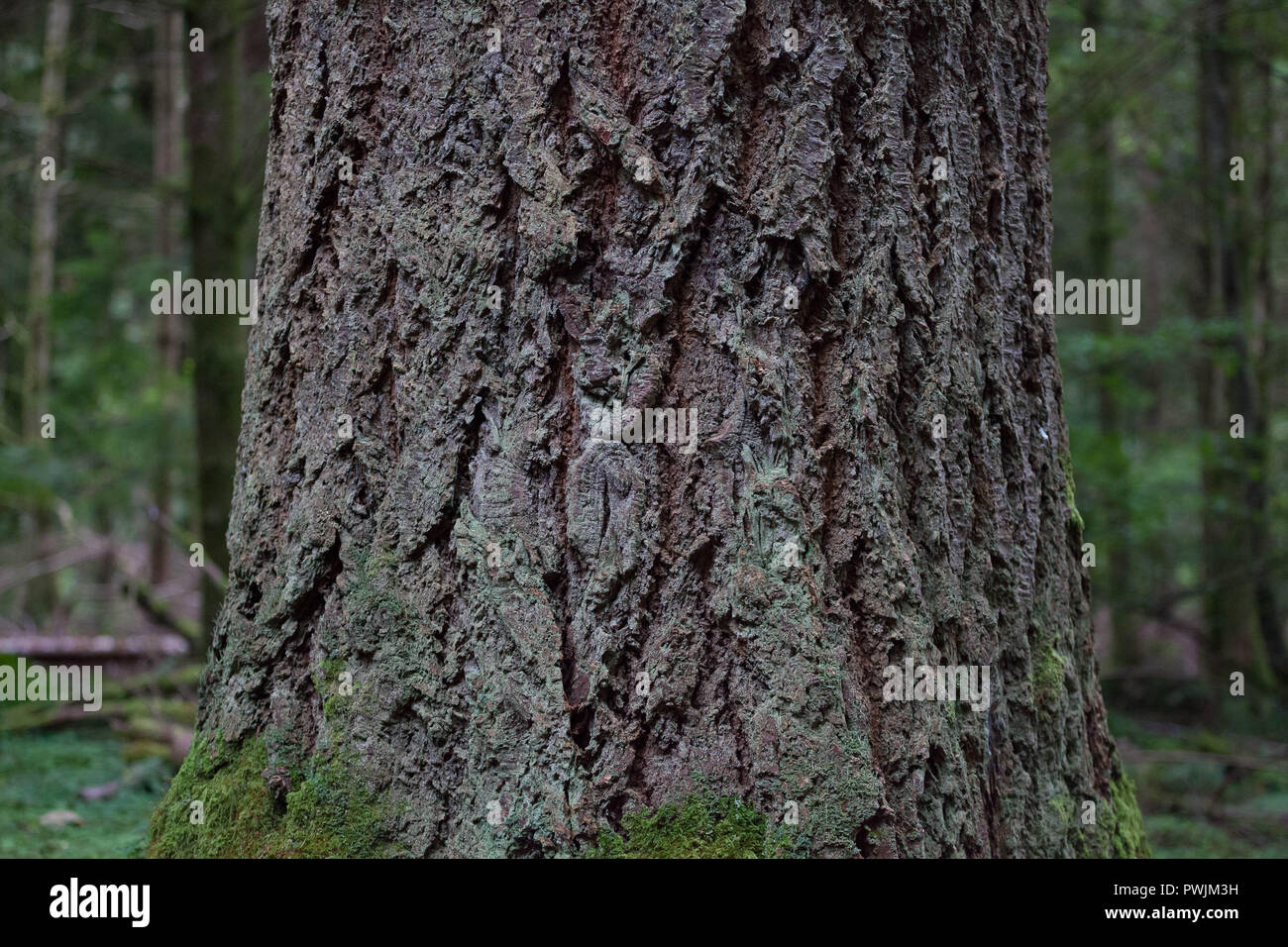 Mossy tronco di albero presso l'eremo, Dunkeld. Foto Stock