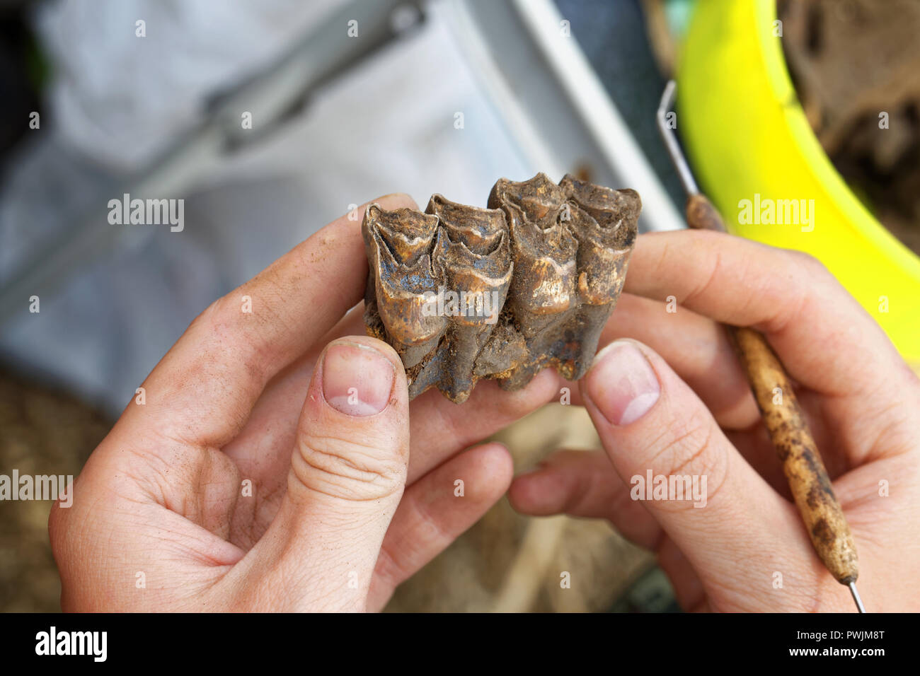Archeologo pulisce a fondo con una spazzola per trovare - parte della ganascia di una renna. Circa 11-14 secoli. La messa a fuoco al centro del telaio Foto Stock