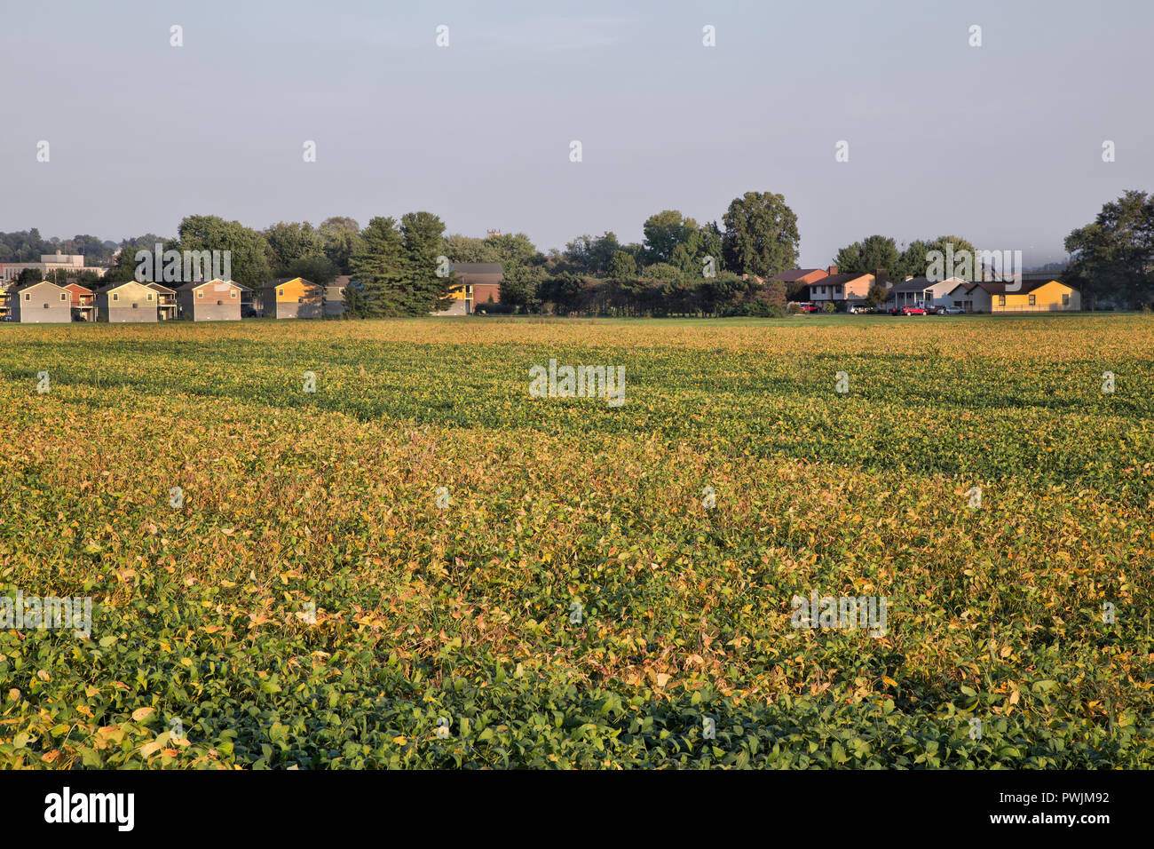 La maturazione del campo di soia " Glycine max ", invadendo case, confinante con il fiume Ohio. Foto Stock