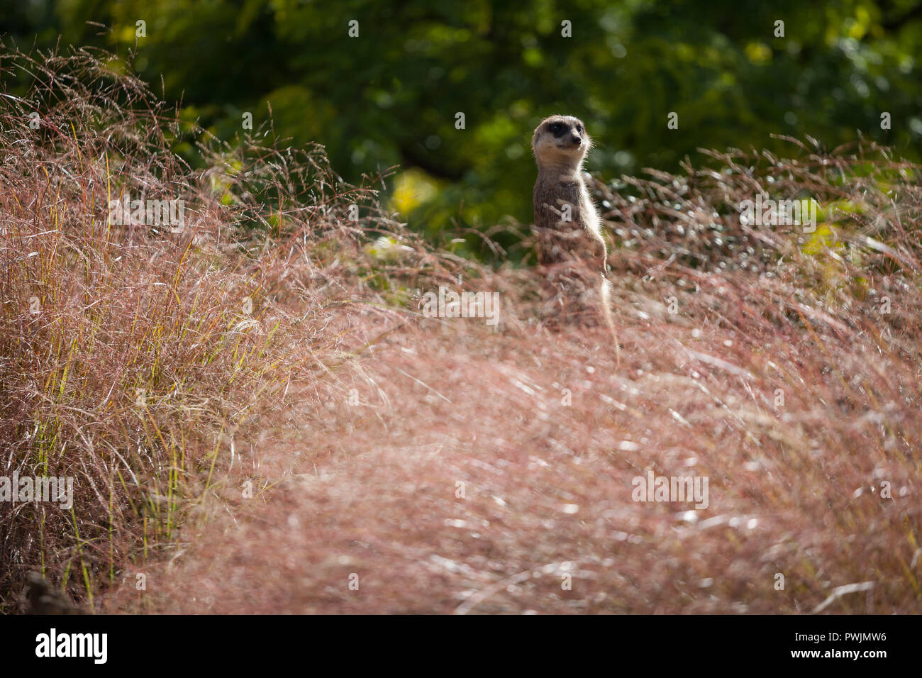 Meerkats tra fogliame presso lo Zoo di Edimburgo Foto Stock