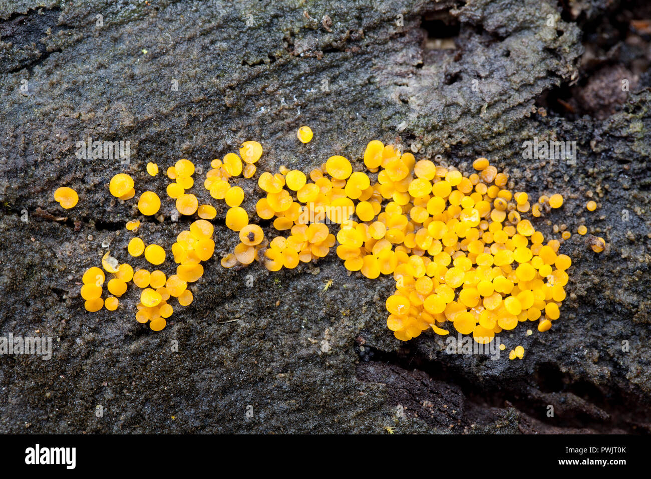 Fata giallo tazza di crescita (Bisporella citrina) Foto Stock