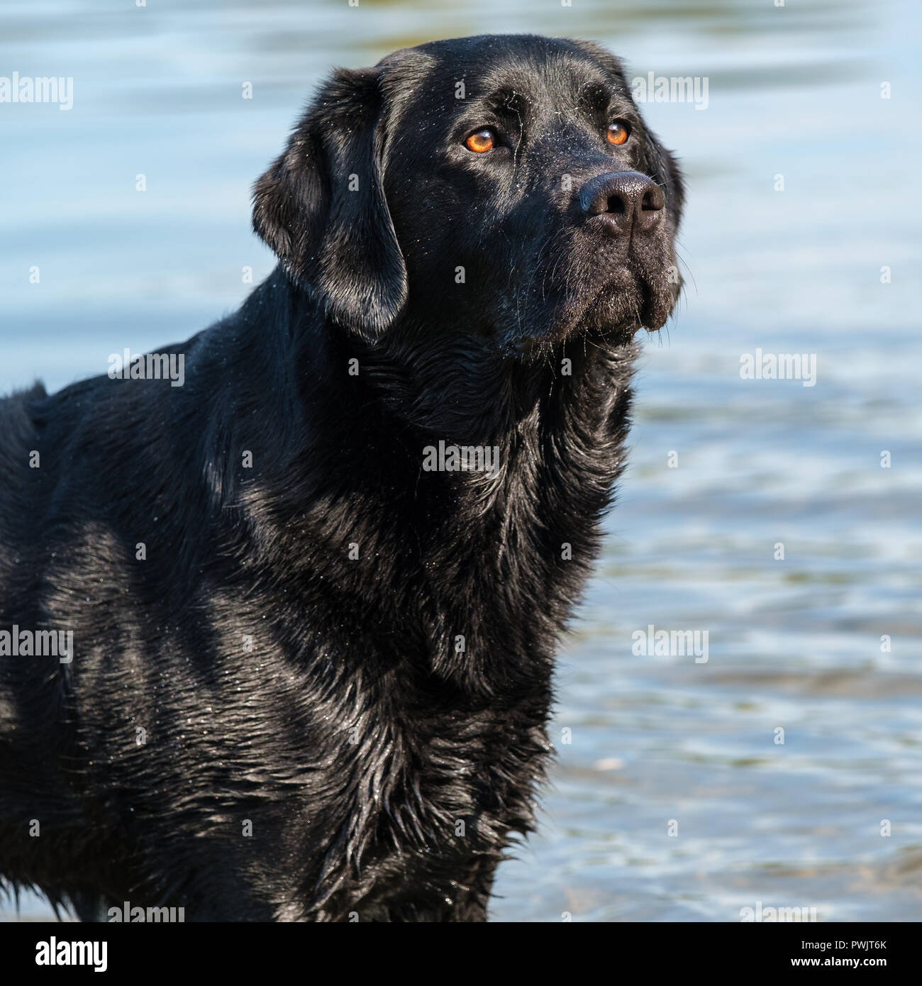 Diario con copertina rigida Black Labrador all'ingrosso