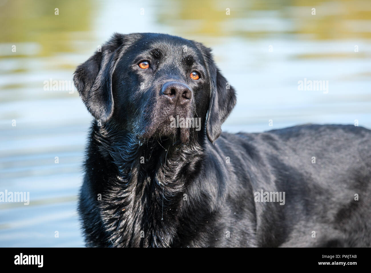 Nero Labrador Retriever maschio adulto. Foto Stock