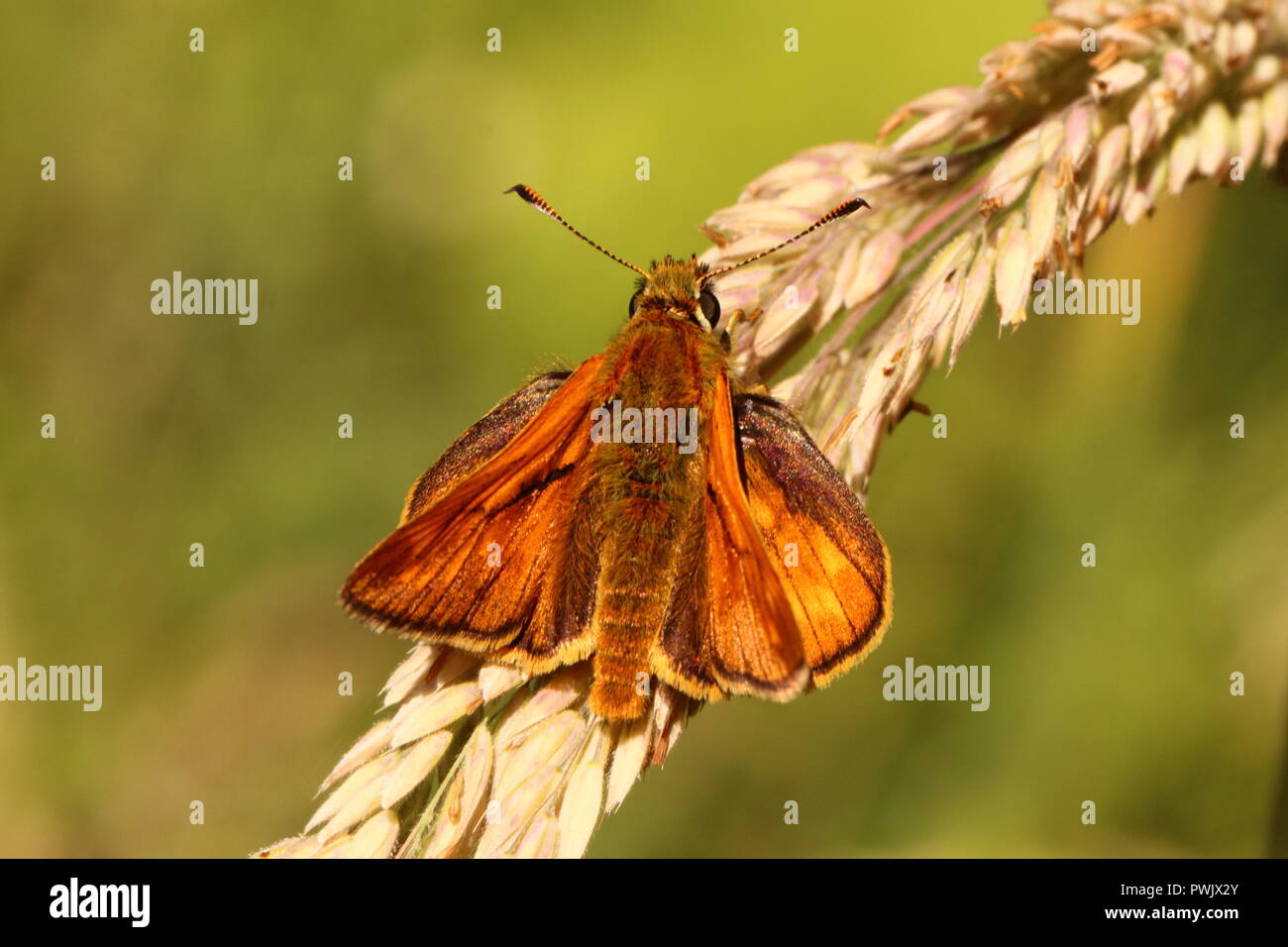 Grande Skipper Butterfly Foto Stock