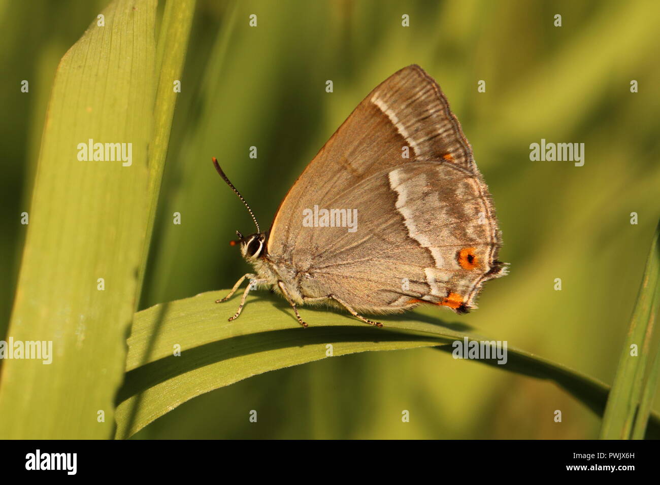 Viola Hairstreak Butterfly Foto Stock