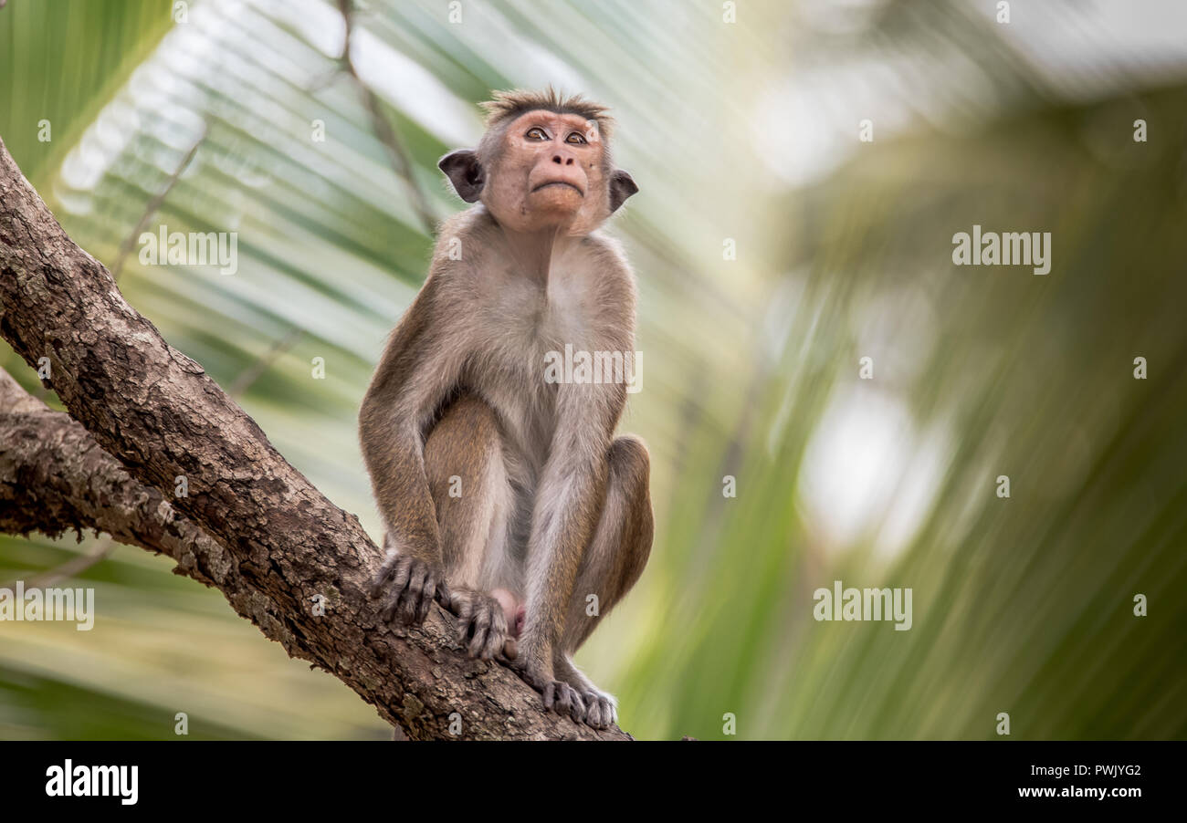 La toque macaque Macaca sinica è di colore rosso-marrone colorata di scimmia del Vecchio Mondo endemica in Sri Lanka, dove è noto come il rilewa rilawa o. Foto Stock