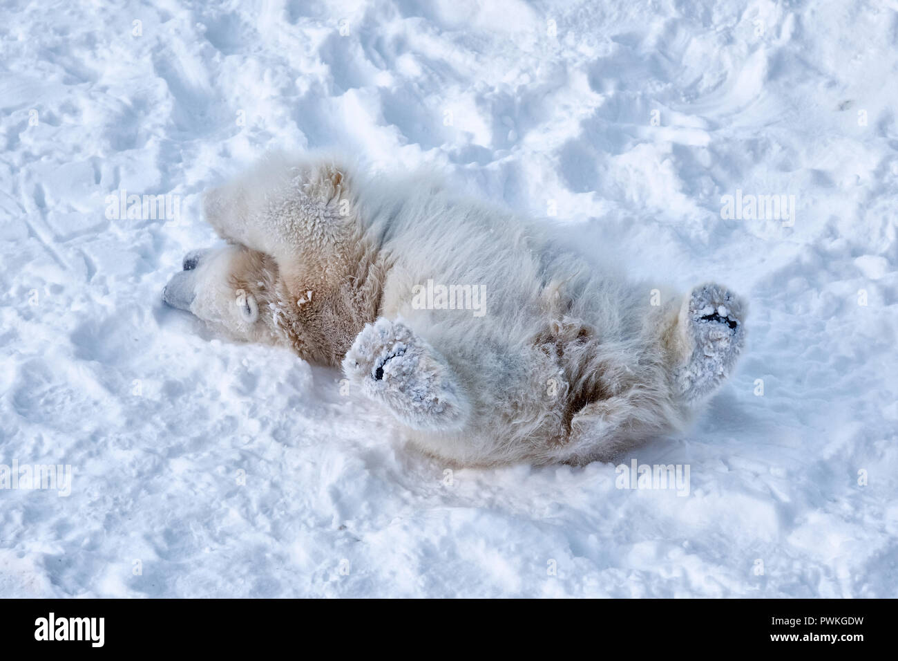 Carino peloso cucciolo grande di bianco orso polare sta giocando da solo. Giovane animale è sdraiato sulla sua schiena e godendo il bianco neve pulita. Foto realizzate nel mare d'inverno Foto Stock