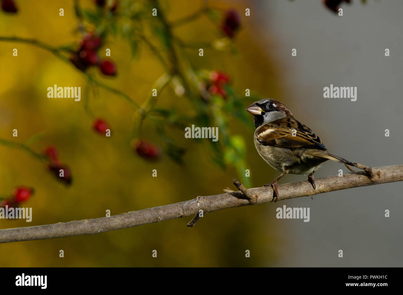 Drammatica back lit foto di un uccello su un ramo con giallo fogliame di autunno come sfondo Foto Stock
