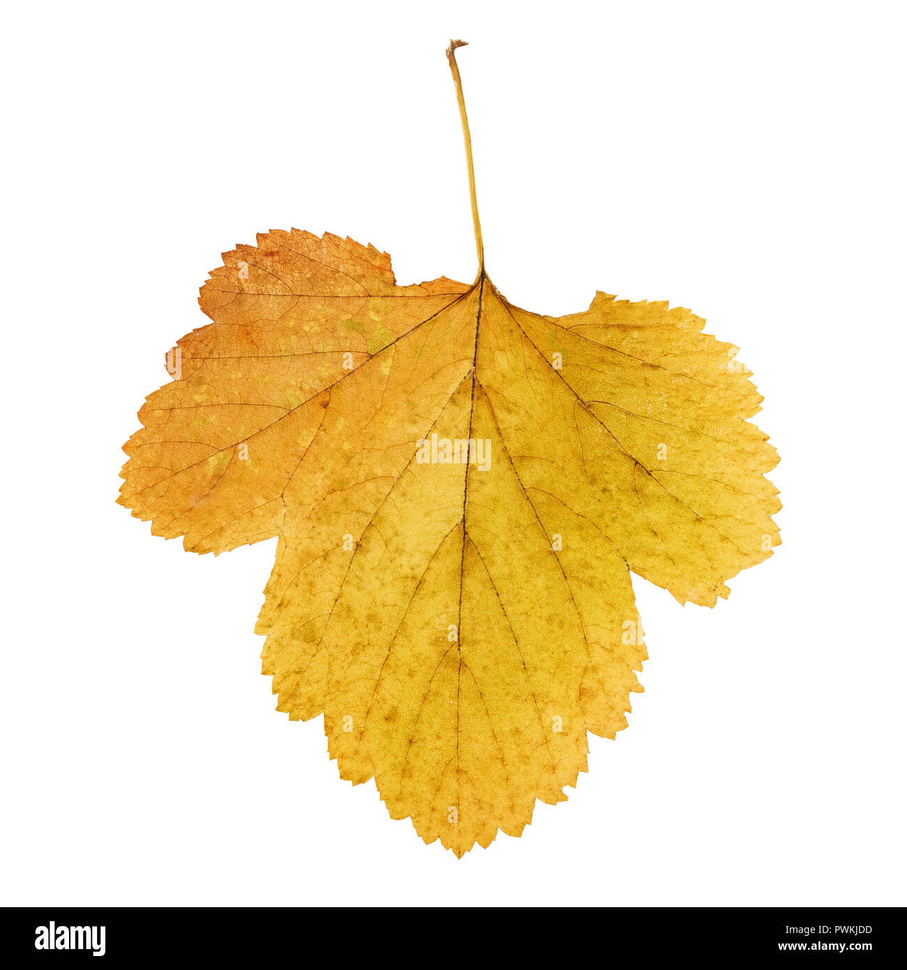 Autunno ingiallito leaf isolati su sfondo bianco Foto Stock