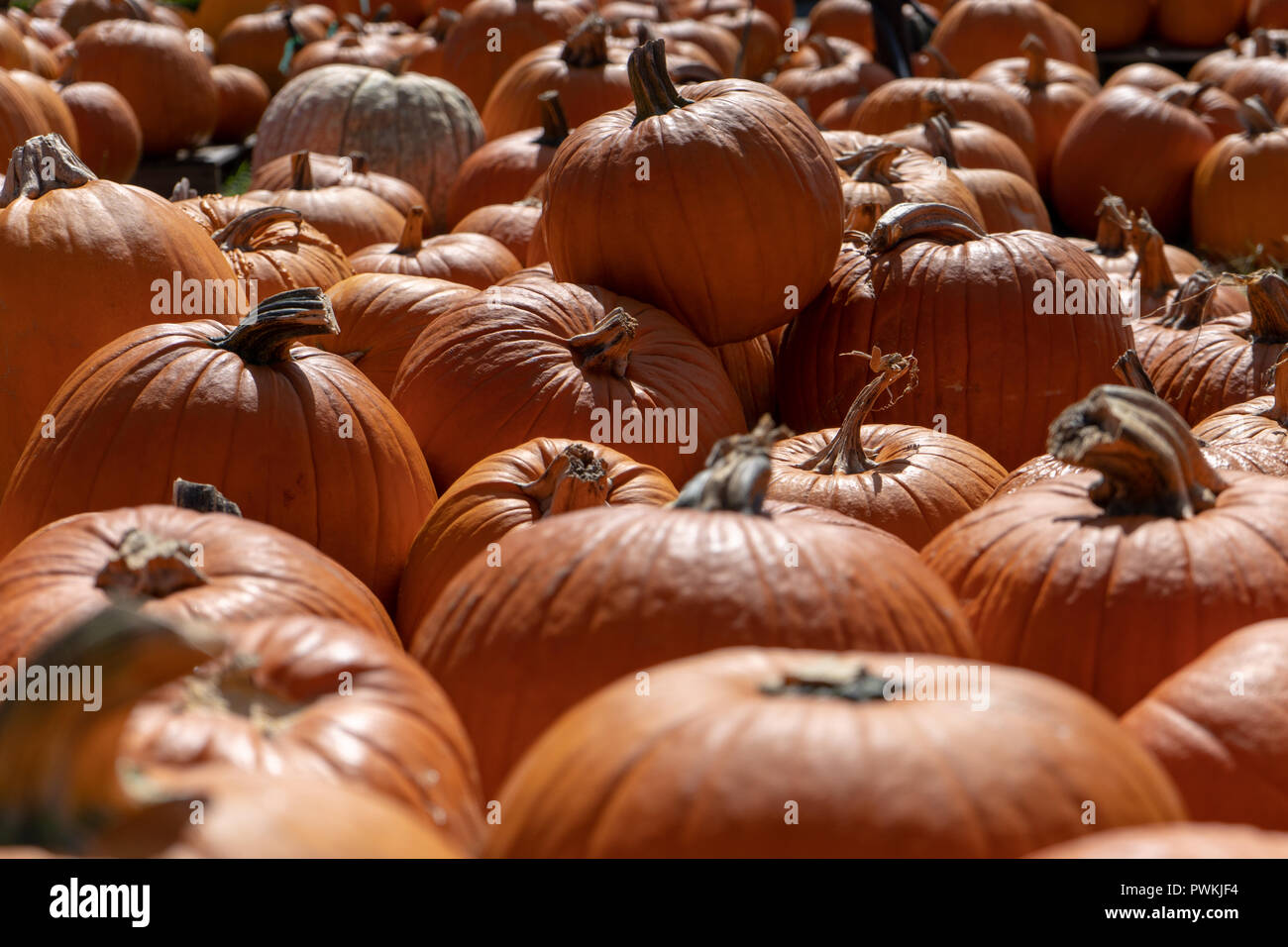 Campo di zucche pronto per l'Autunno Foto Stock